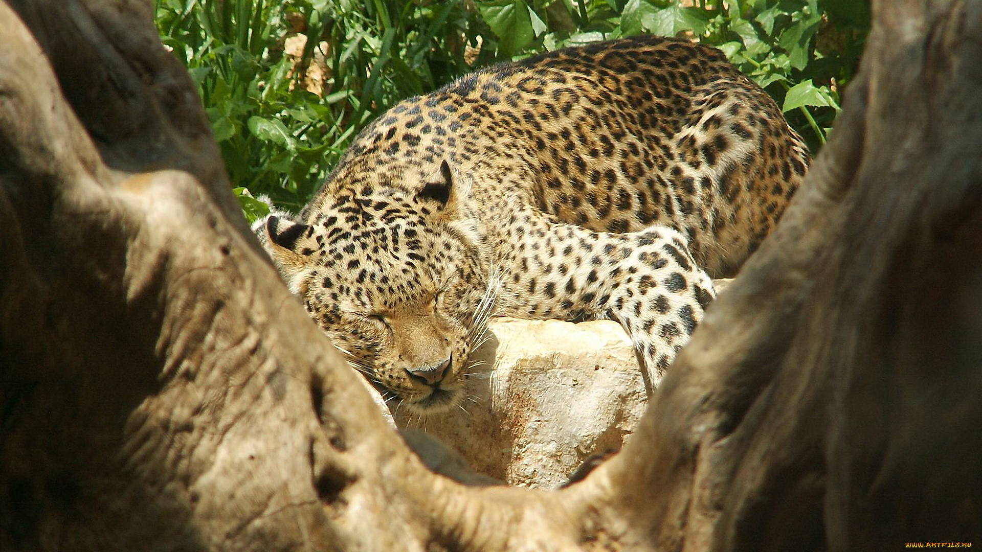 животные, леопарды, спит, леопард, дерево