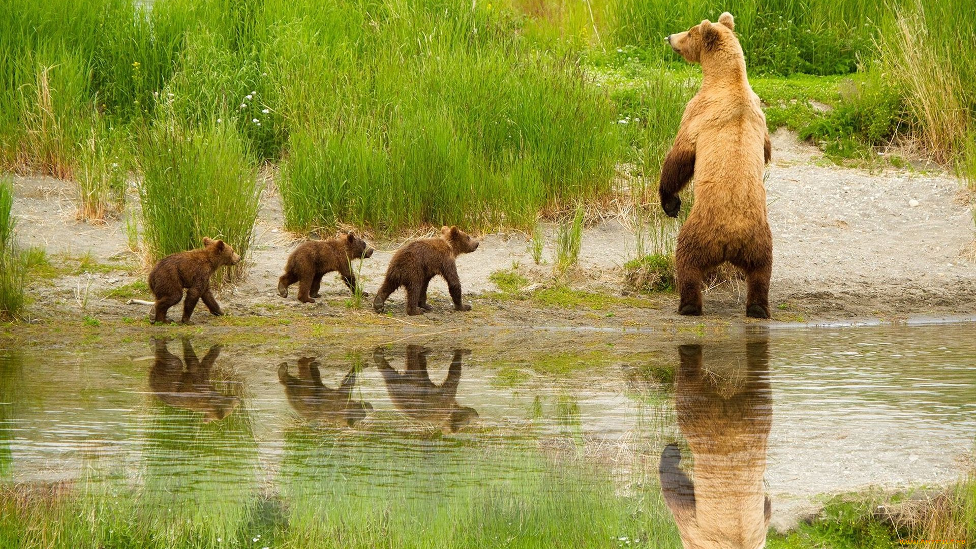 животные, медведи, медвежата, медведица, прогулка, вода