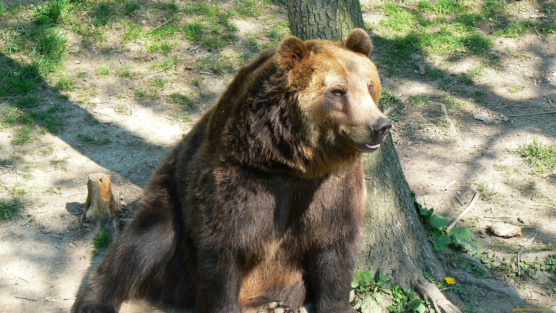 животные, медведи, трава, дерево, медведь