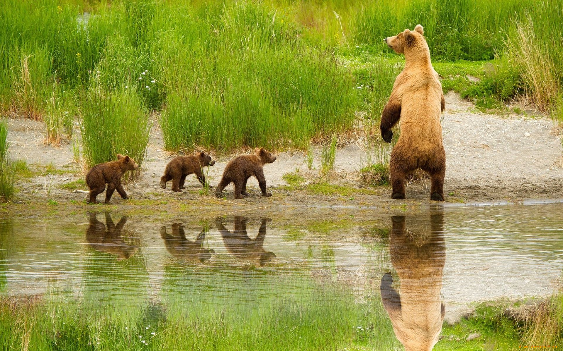 животные, медведи, медвежата, медведица, прогулка, вода