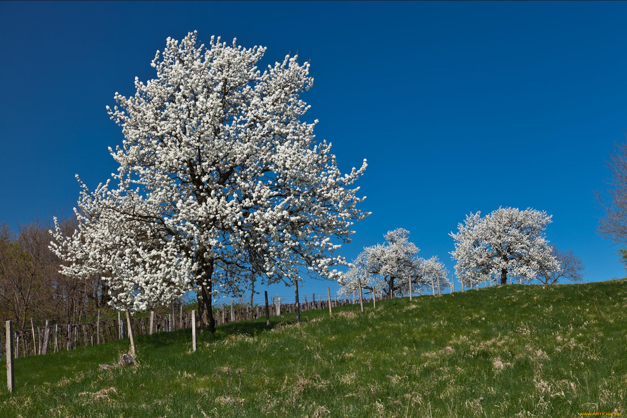 природа, деревья, tree