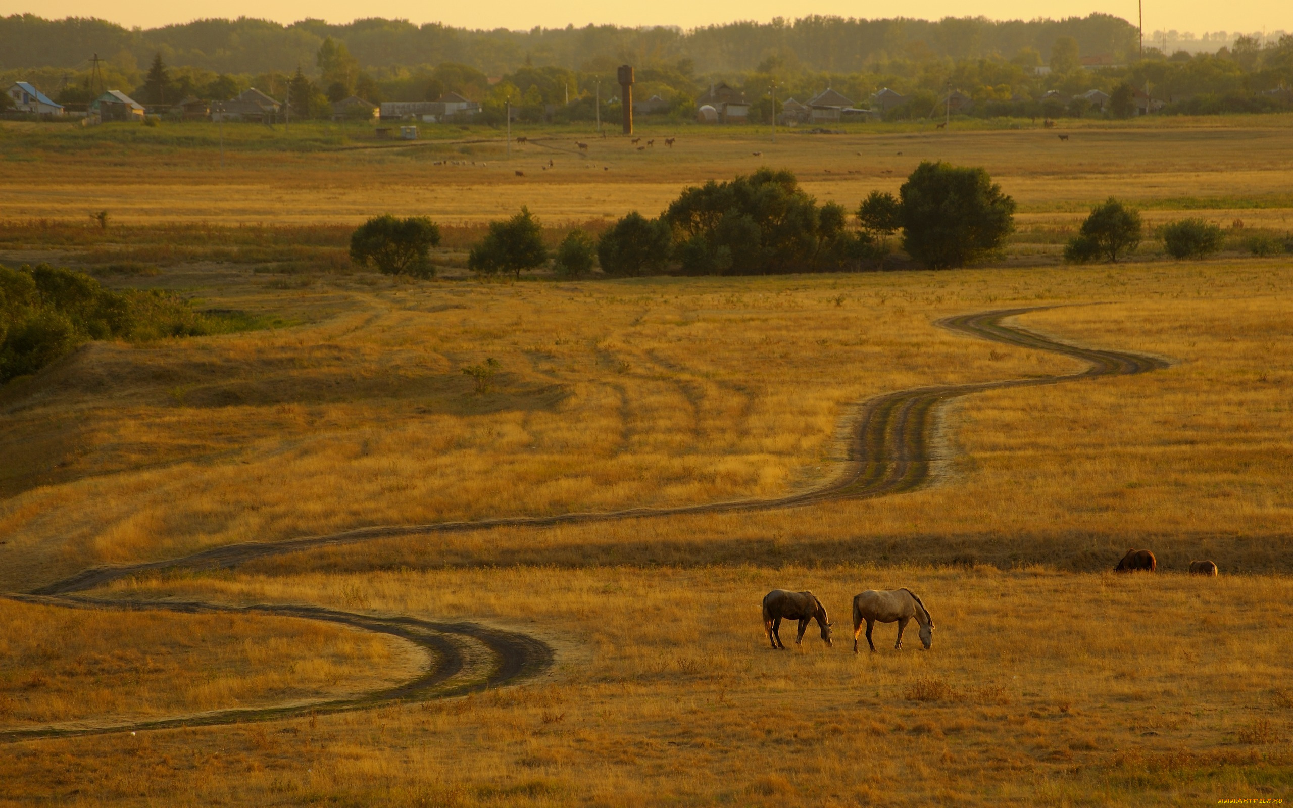 животные, лошади, поле, дорога, кони, пейзаж
