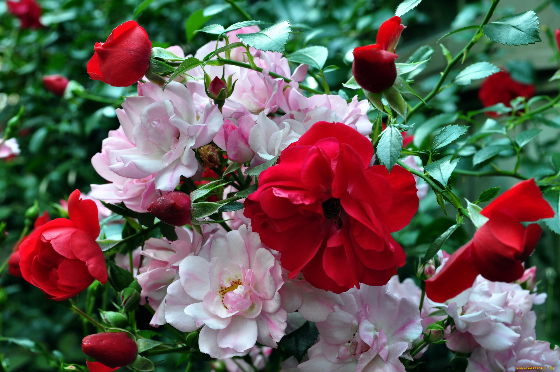 цветы, розы, розовый, красный