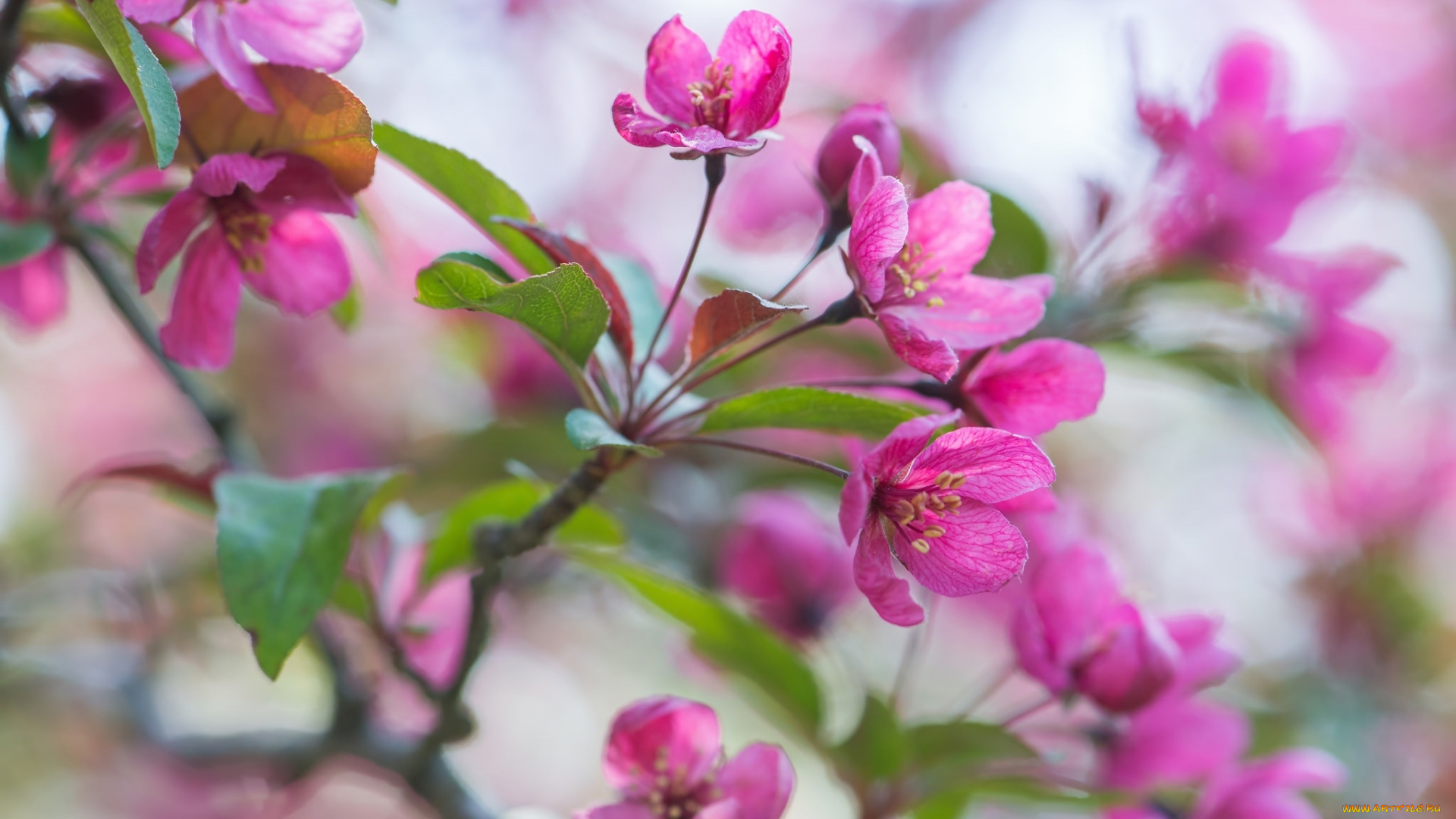 цветы, цветущие, деревья, , , кустарники, розовый, весна, ветка, яблоня