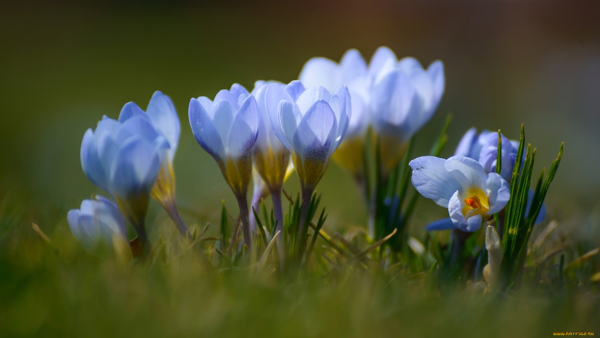 цветы, крокусы, весна, шафран, крокус, голубой