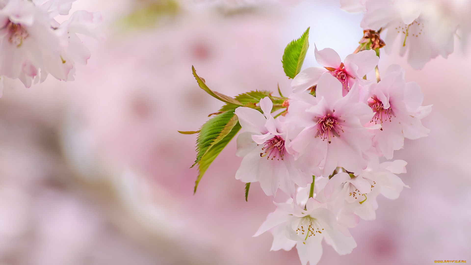 цветы, сакура, , вишня, весна, розовый, ветка
