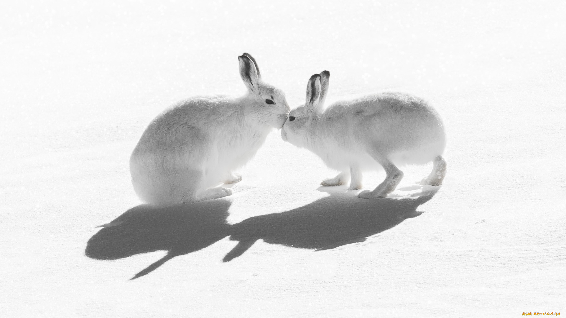 животные, кролики, , зайцы, природа, снег