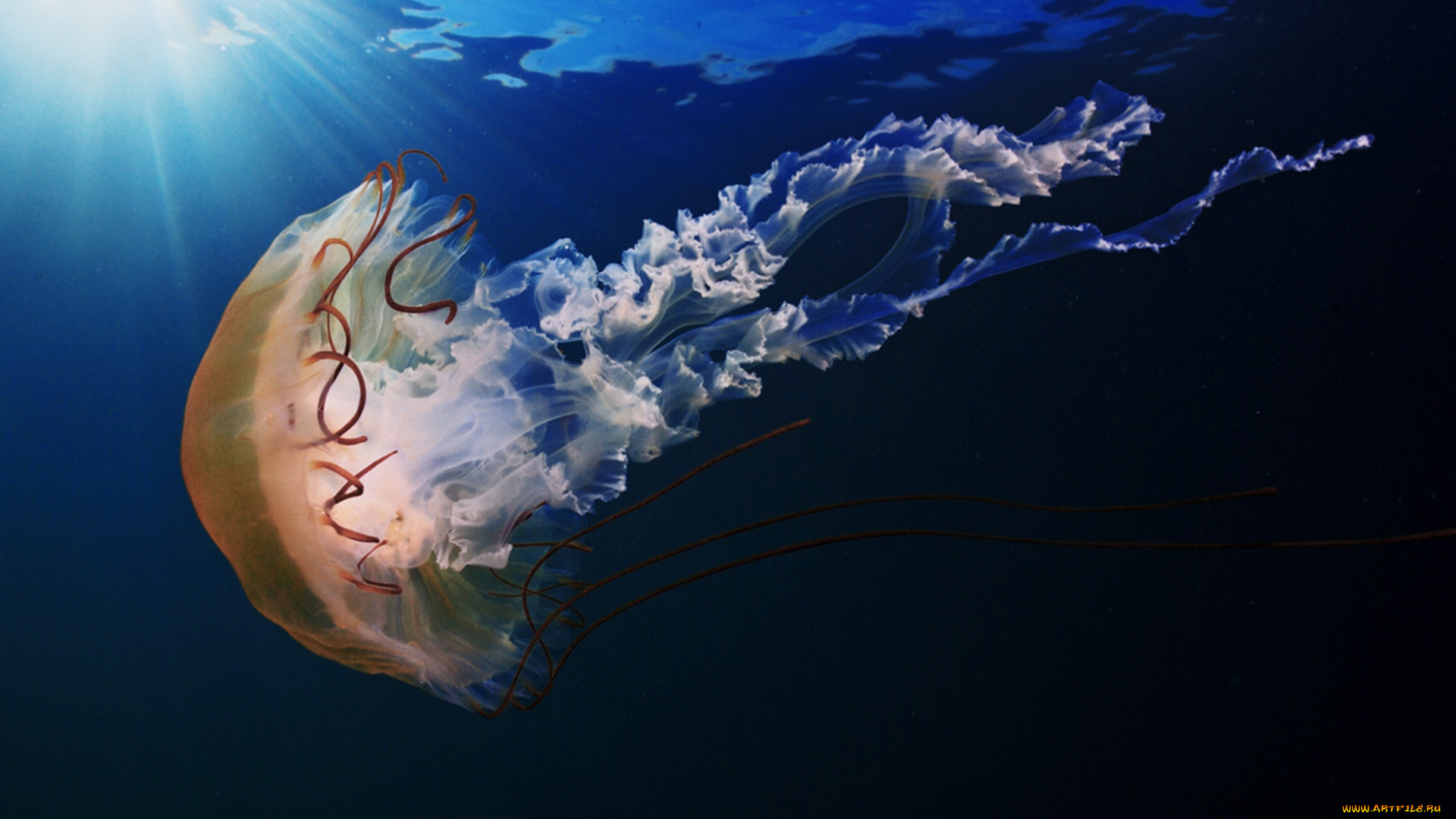 животные, медузы, подводный, мир, медуза, море, вода
