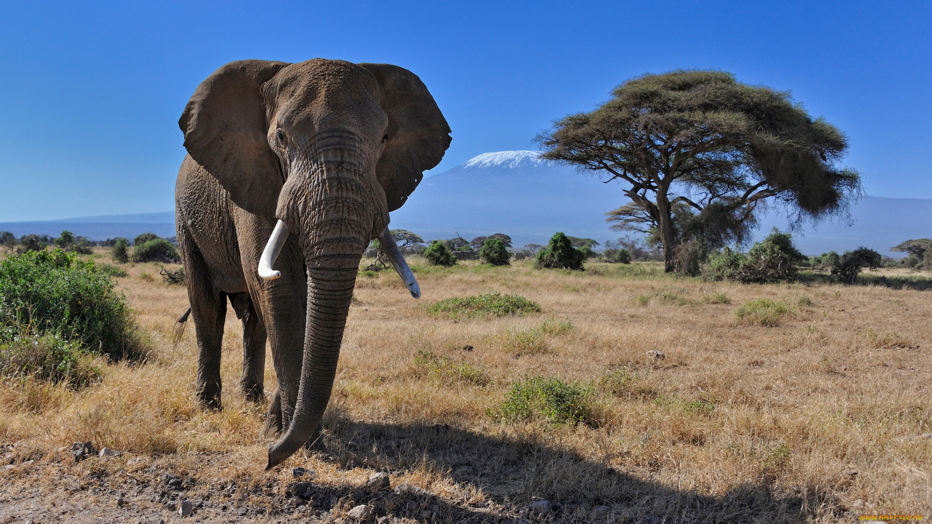 животные, слоны, elephant, слон, саванна, идёт, млекопитающее, африка