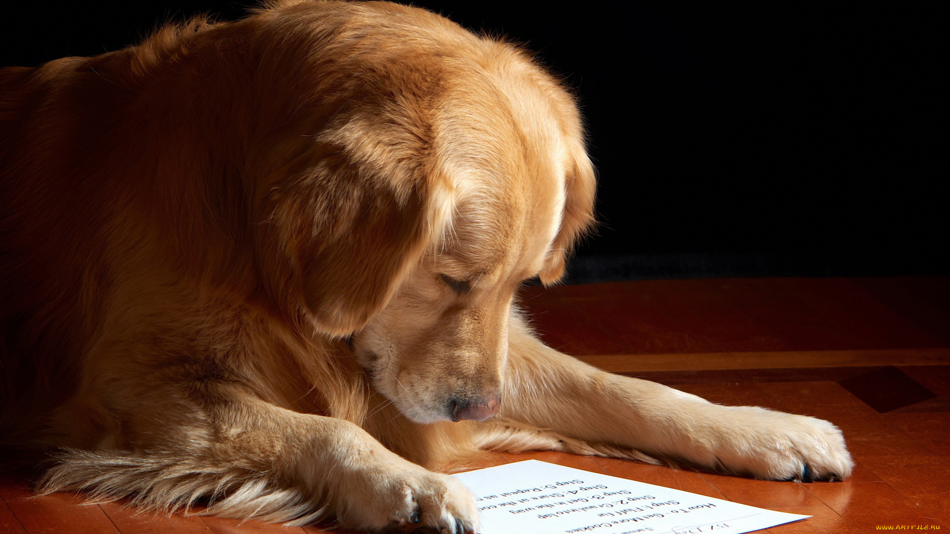 животные, собаки, лабрадор, собака, чтение, книги