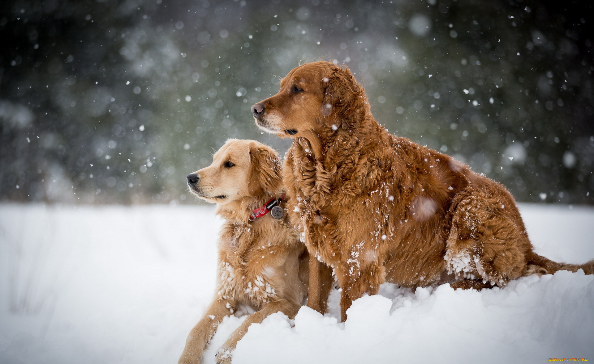 животные, собаки, снег, зима
