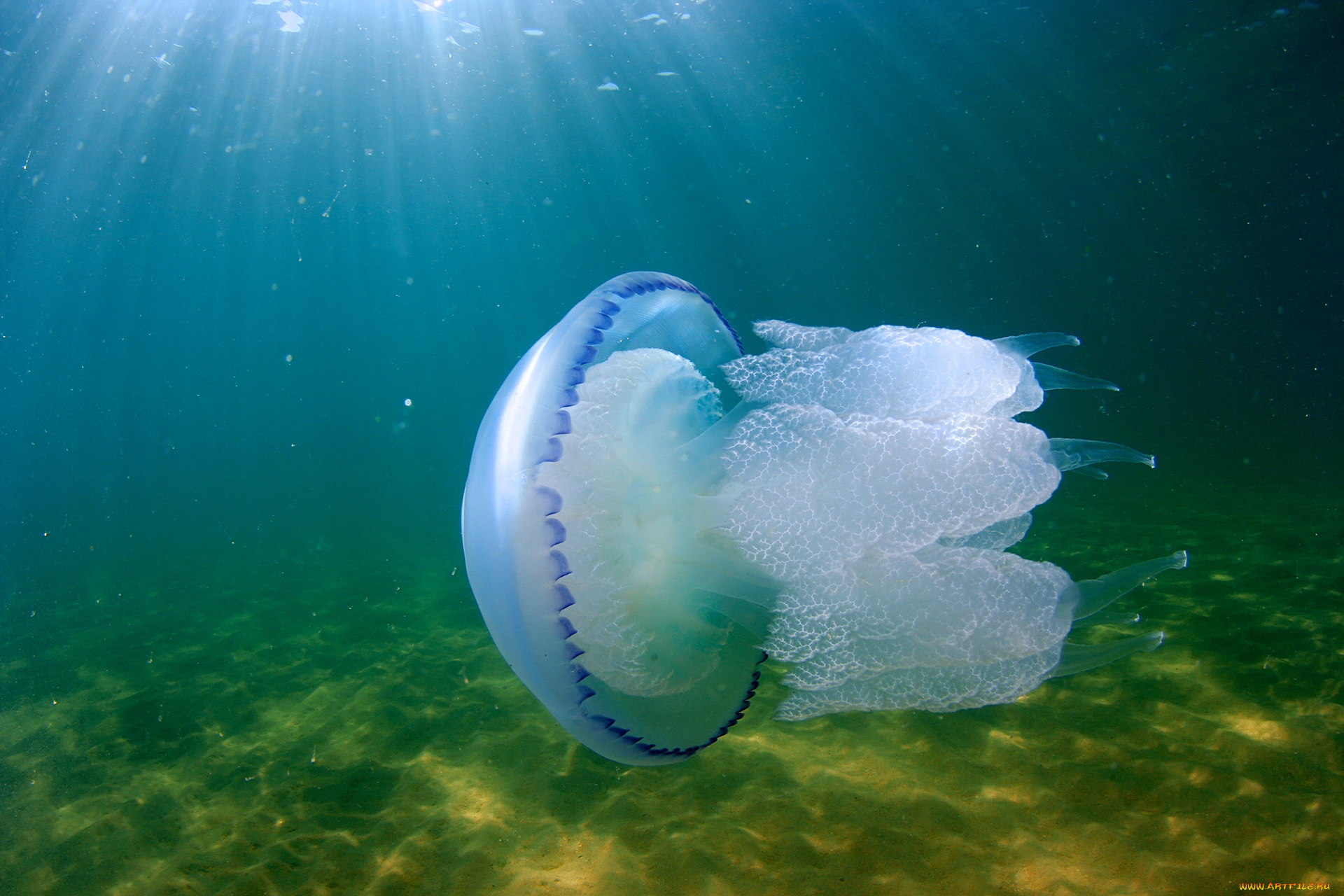 животные, медузы, медуза, подводный, мир, море, океан