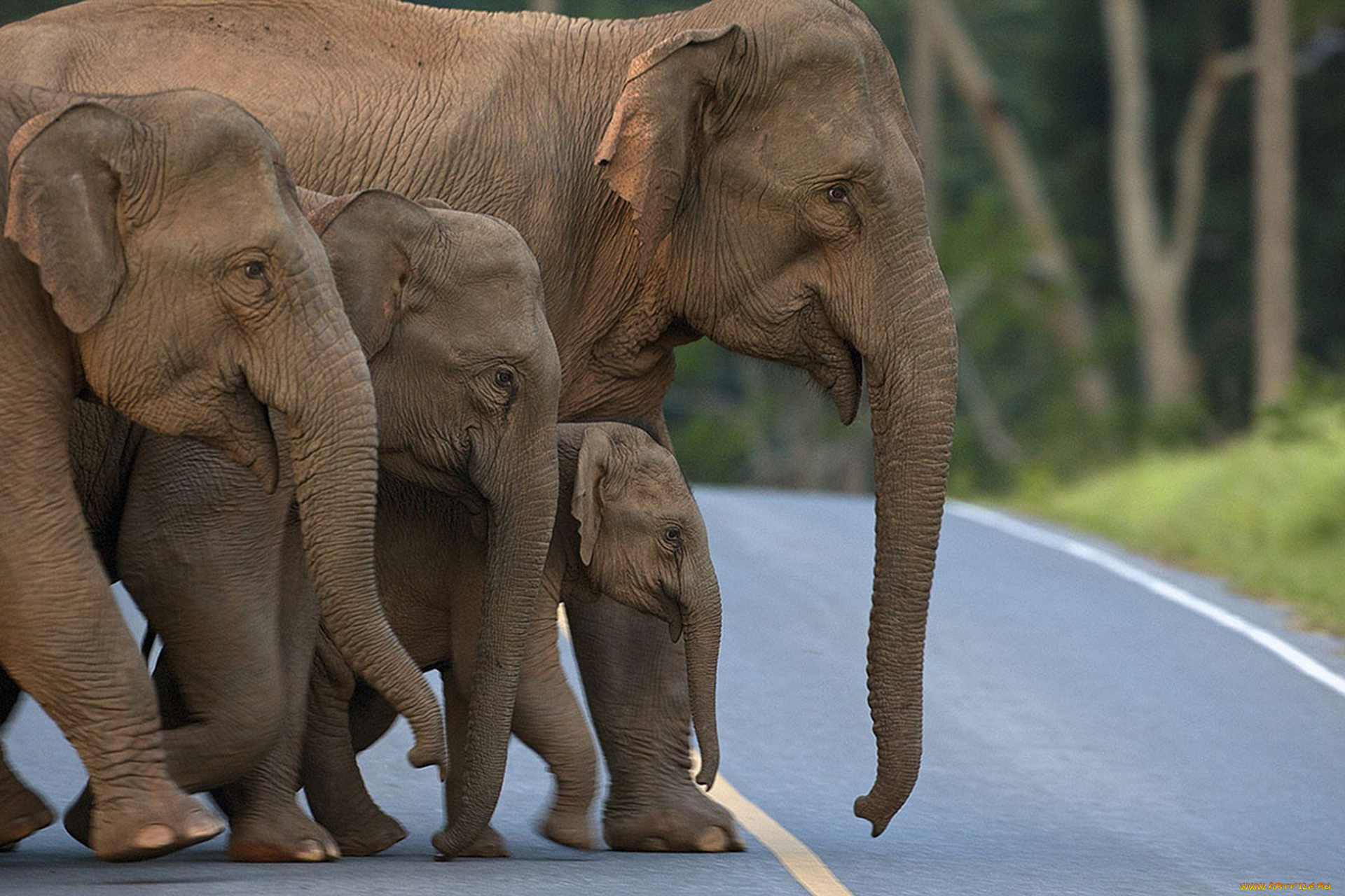 животные, слоны, elephants, переходят, дорогу, стадо