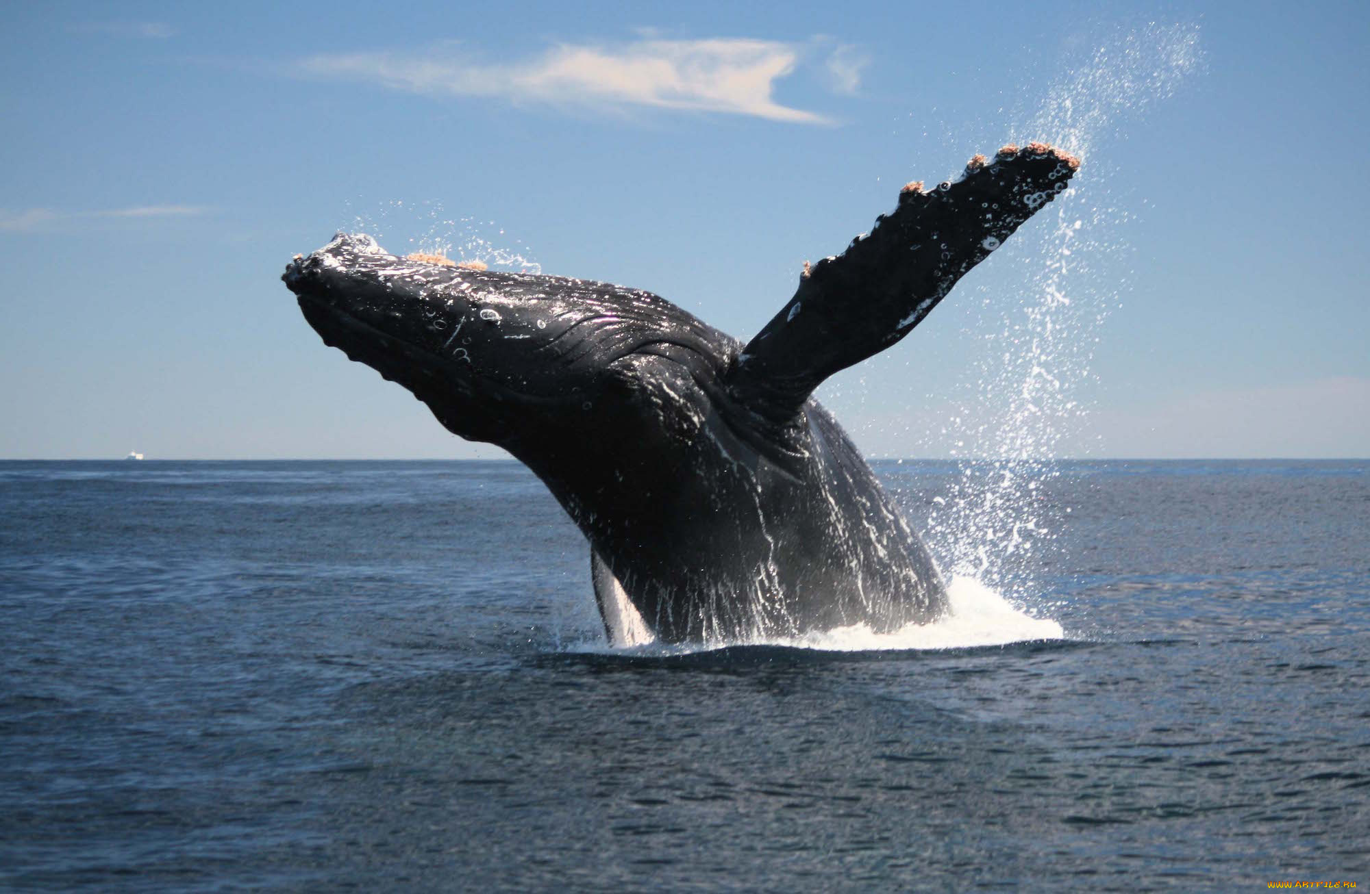 животные, киты, , кашалоты, кит, млекопитающее, морские, море, океан, прыжок