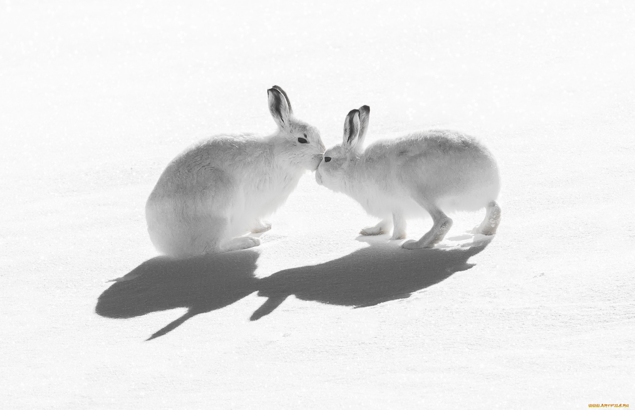 животные, кролики, , зайцы, природа, снег