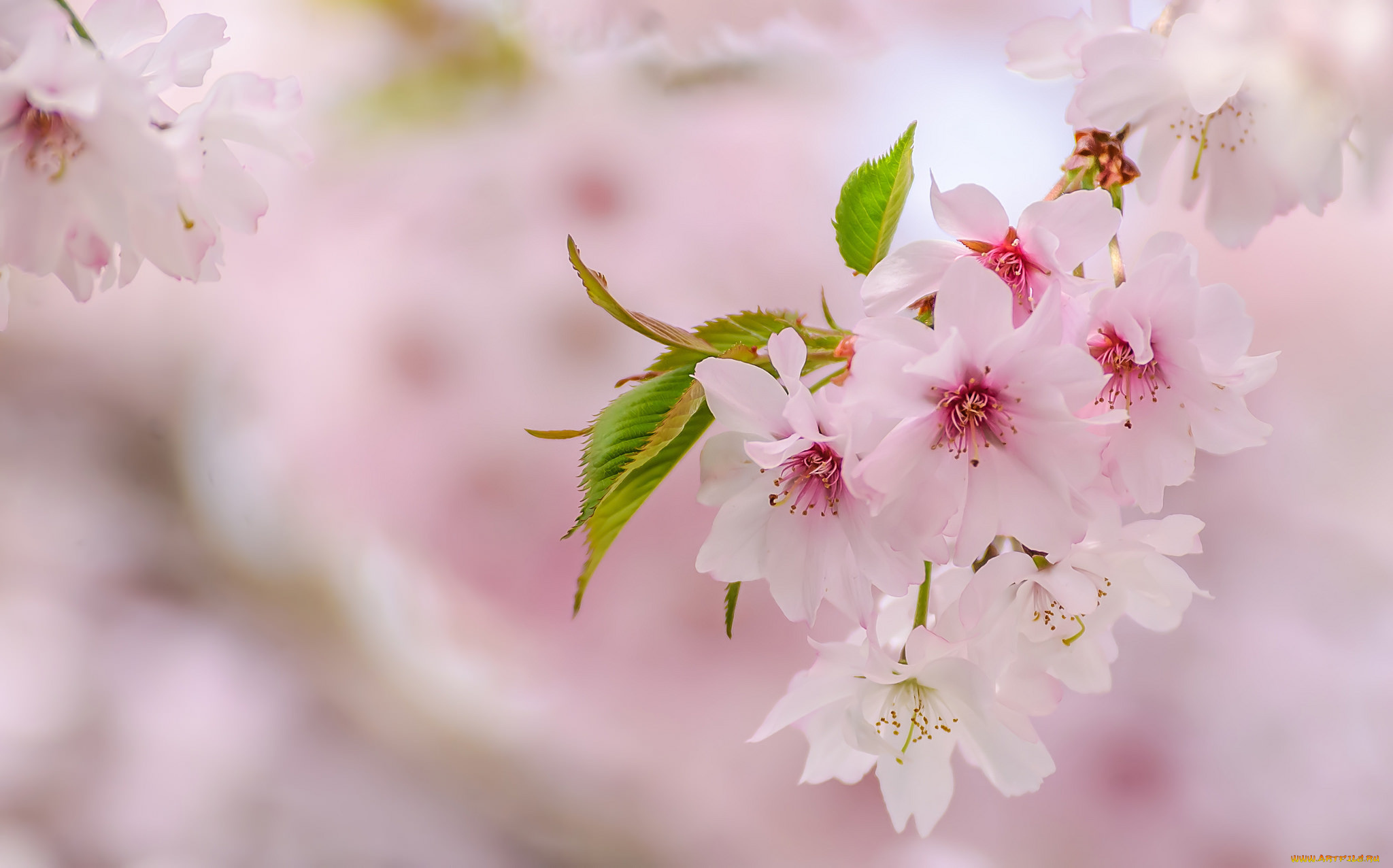 цветы, сакура, , вишня, весна, розовый, ветка
