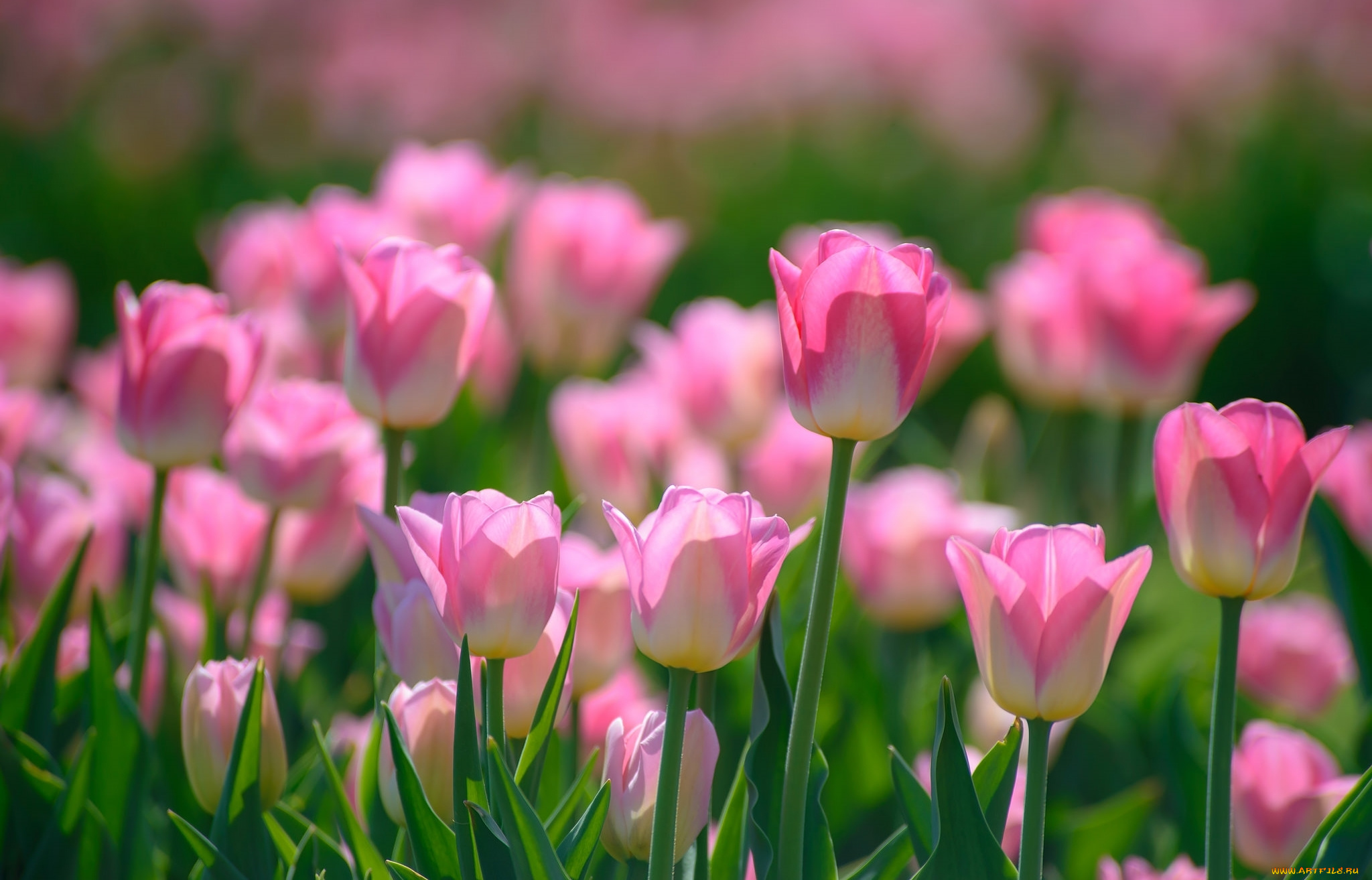 цветы, тюльпаны, розовый, весна, бутоны