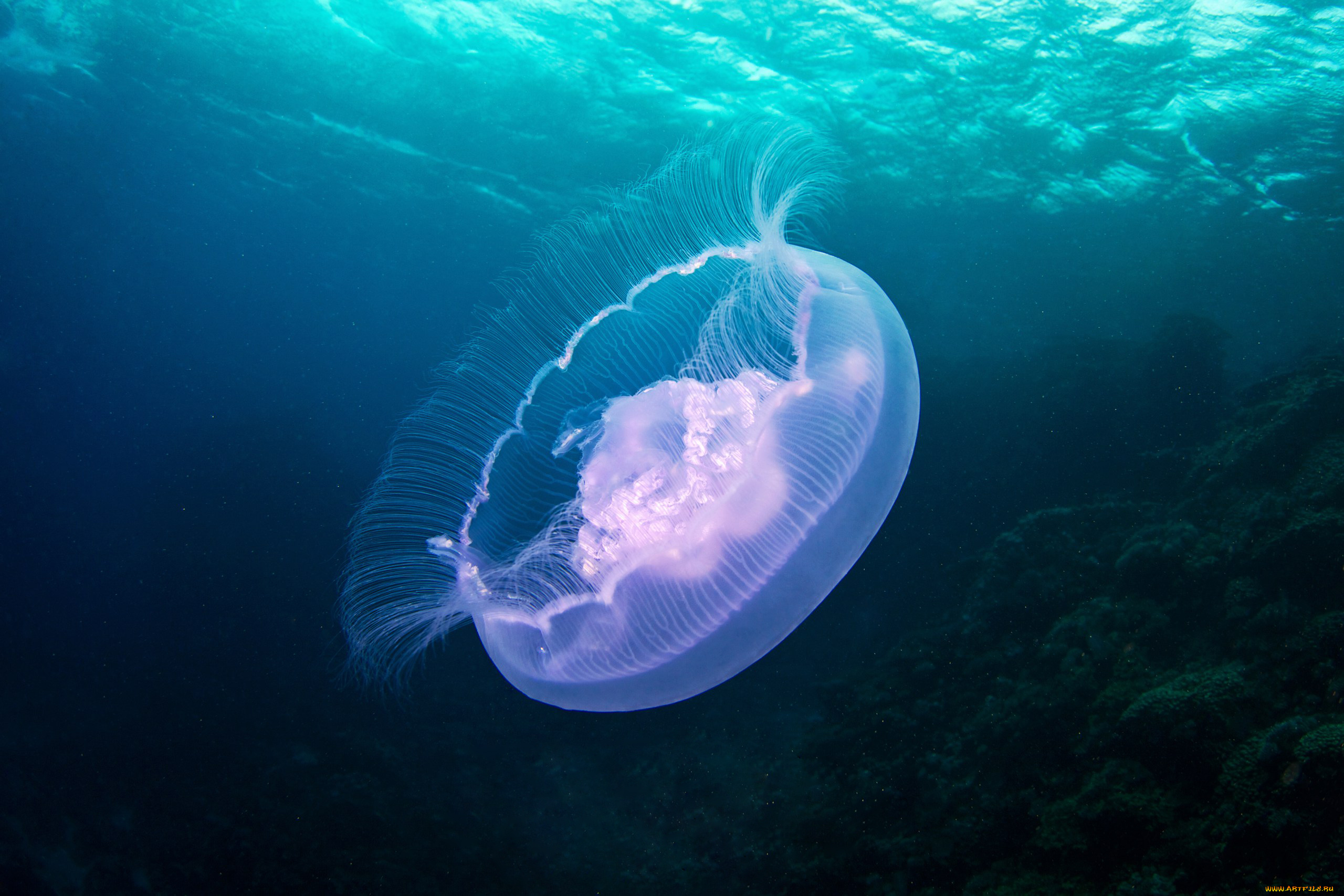 животные, медузы, медуза, подводный, мир, море, океан