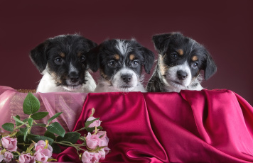 Картинка животные собаки ткань розы цветы щенки джек-рассел-терьер