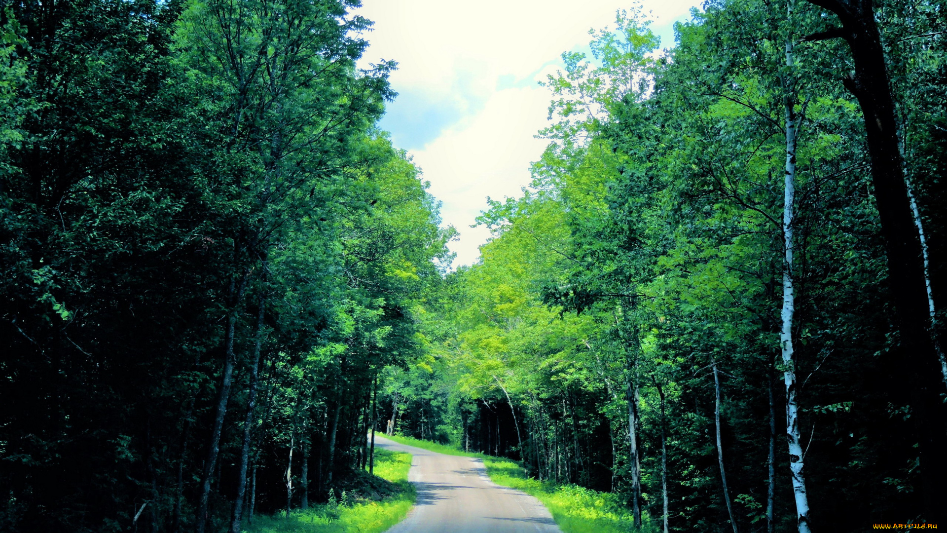 Зеленая дорога в лесу бесплатно