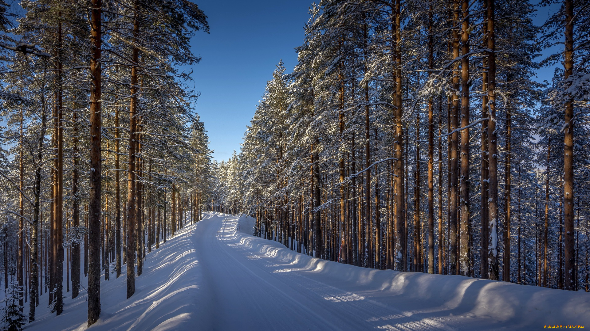 природа, дороги, снег, дорога, лес