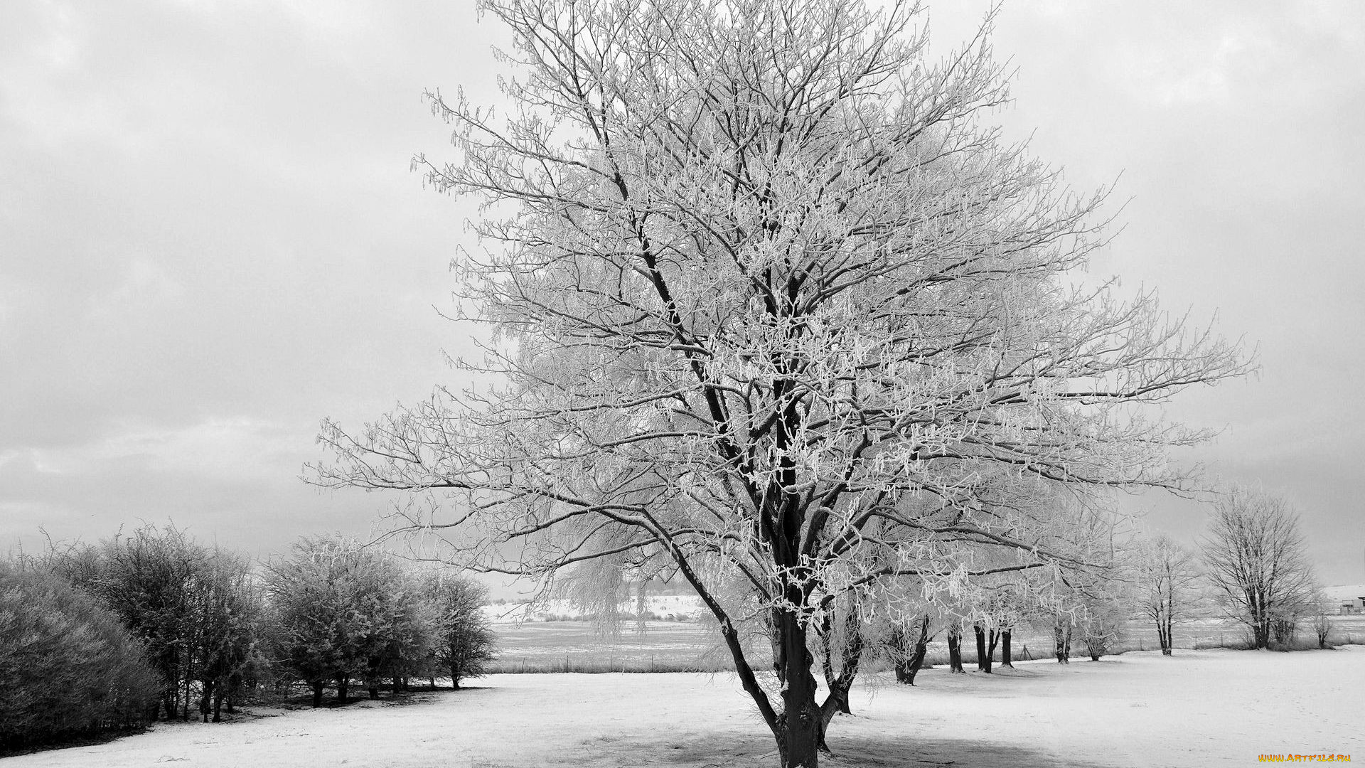 природа, зима, снег, иней, деревья