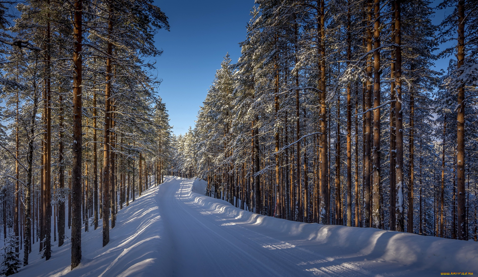 природа, дороги, снег, дорога, лес