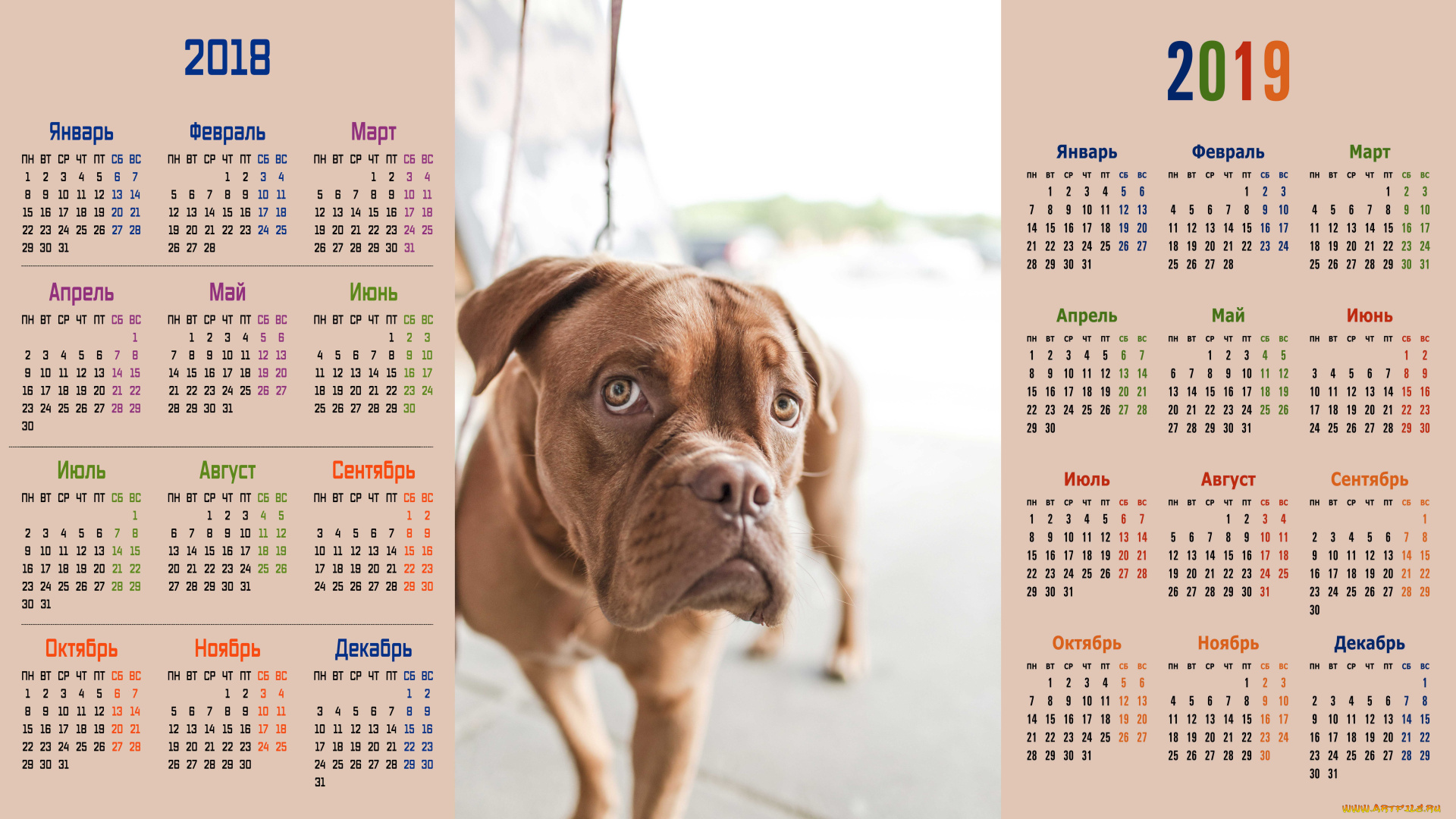 календари, животные, собака, взгляд