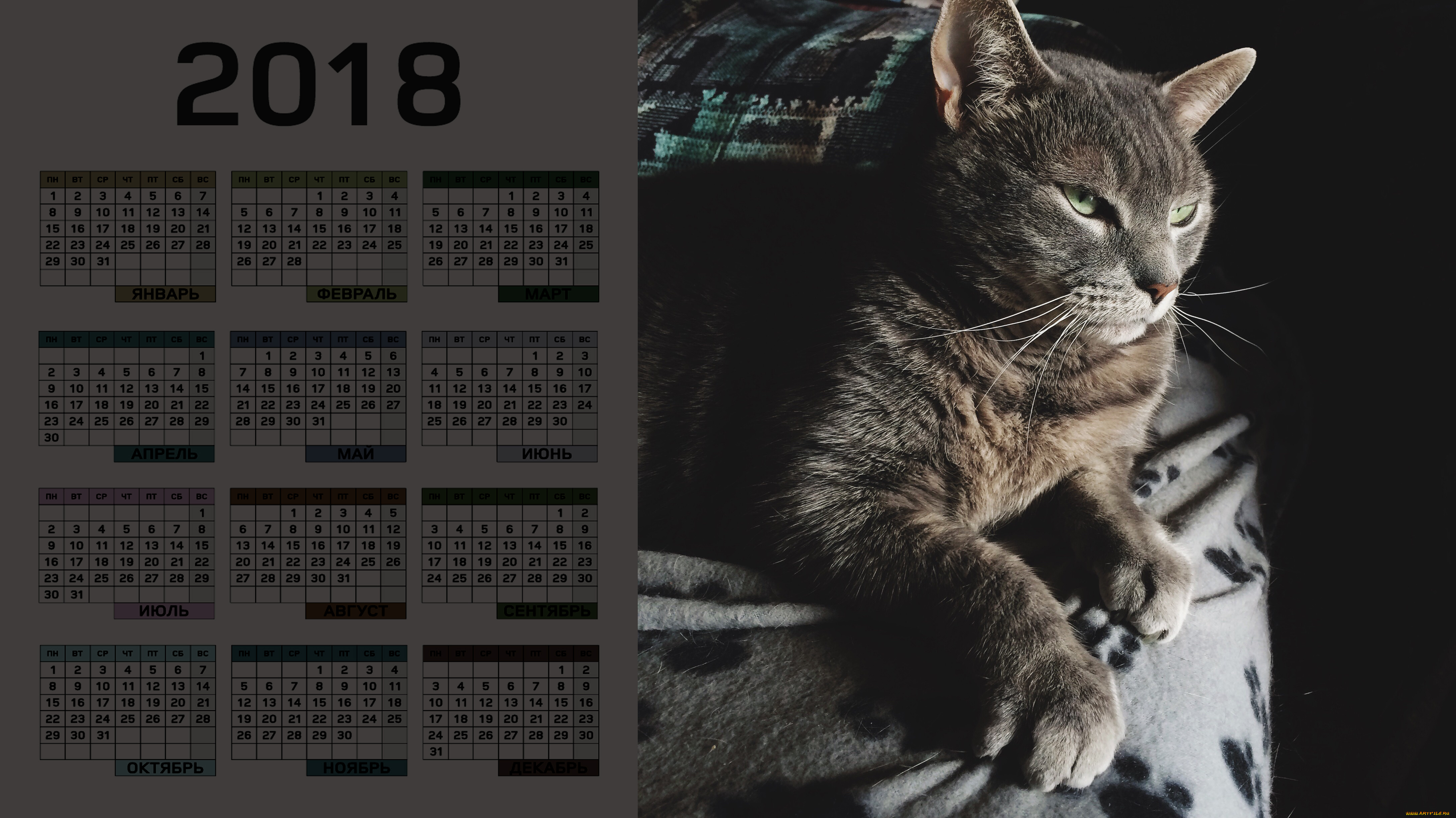 календари, животные, кошка, взгляд