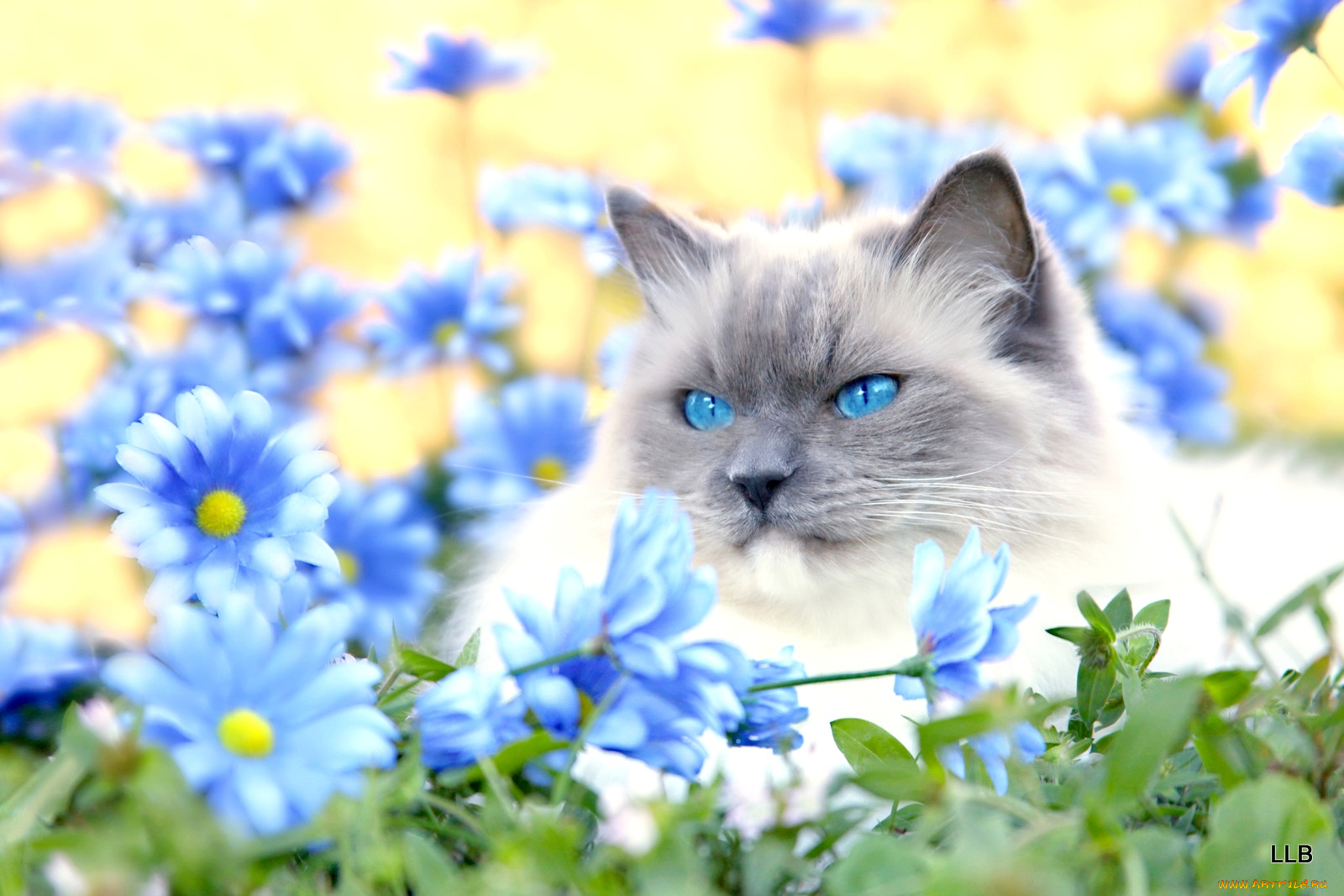 животные, коты, глаза, цветы, голубоглазый