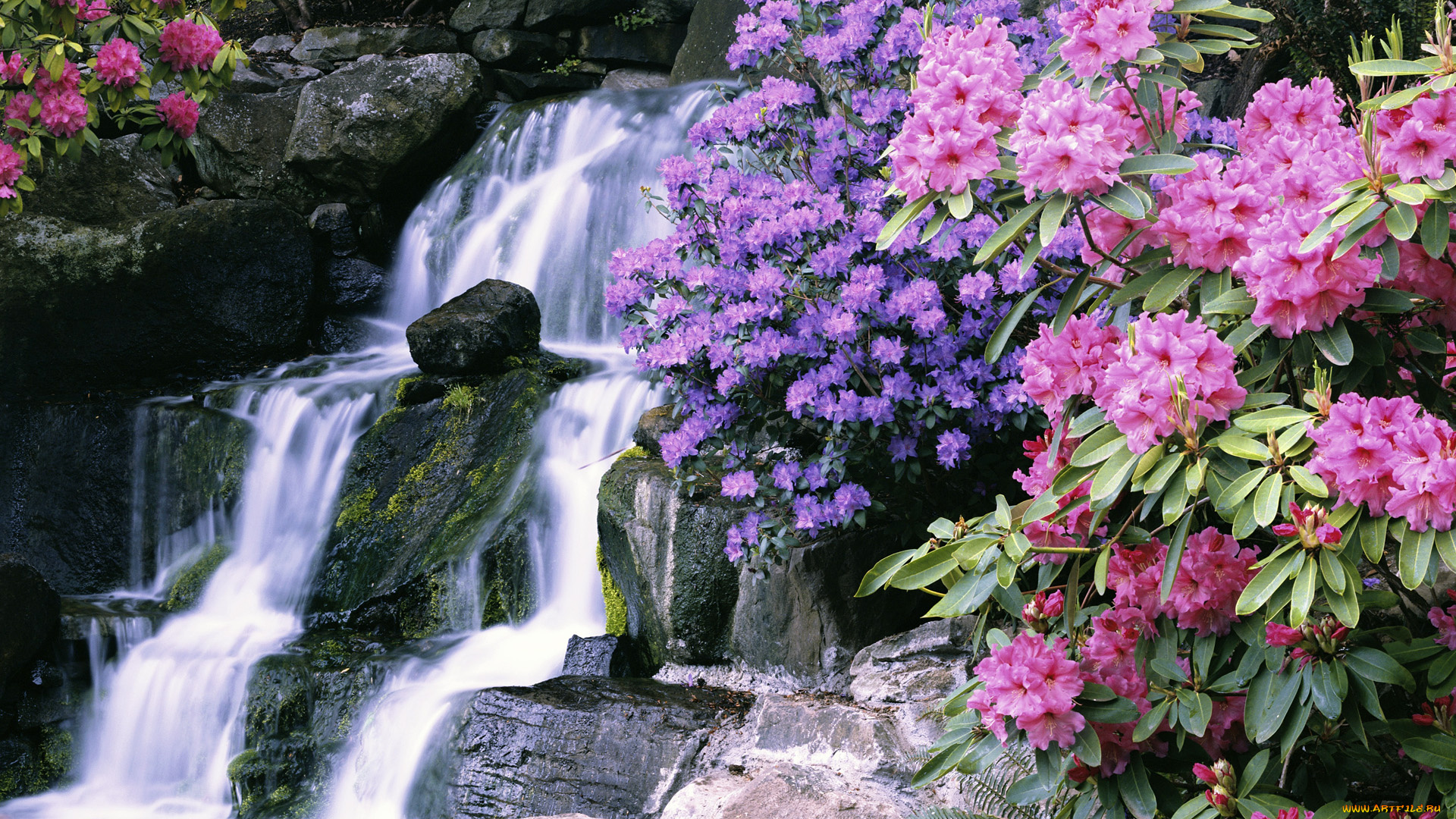 природа, водопады, водопад, ботанический, сад, азалия, рододендроны