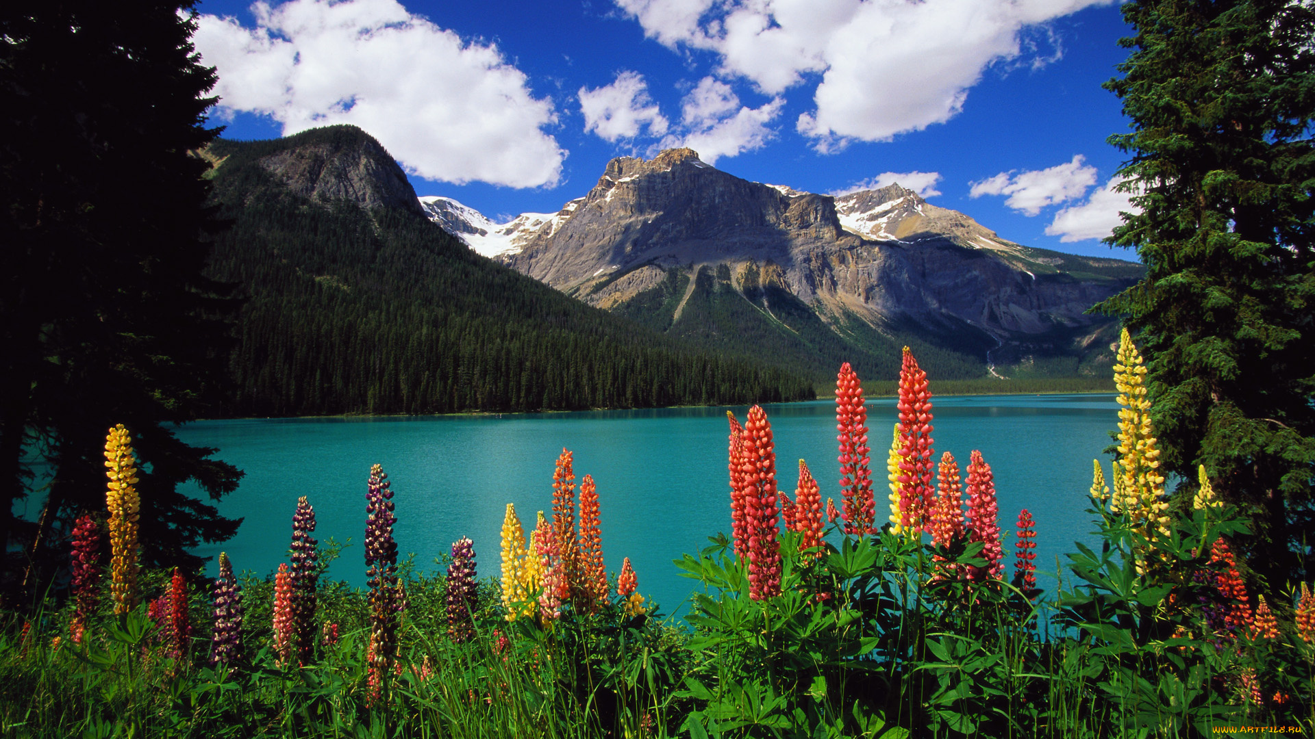 yoho, national, park, canada, природа, реки, озера, горы, пейзаж, люпин, цветы, озеро, канада, emerald, lake