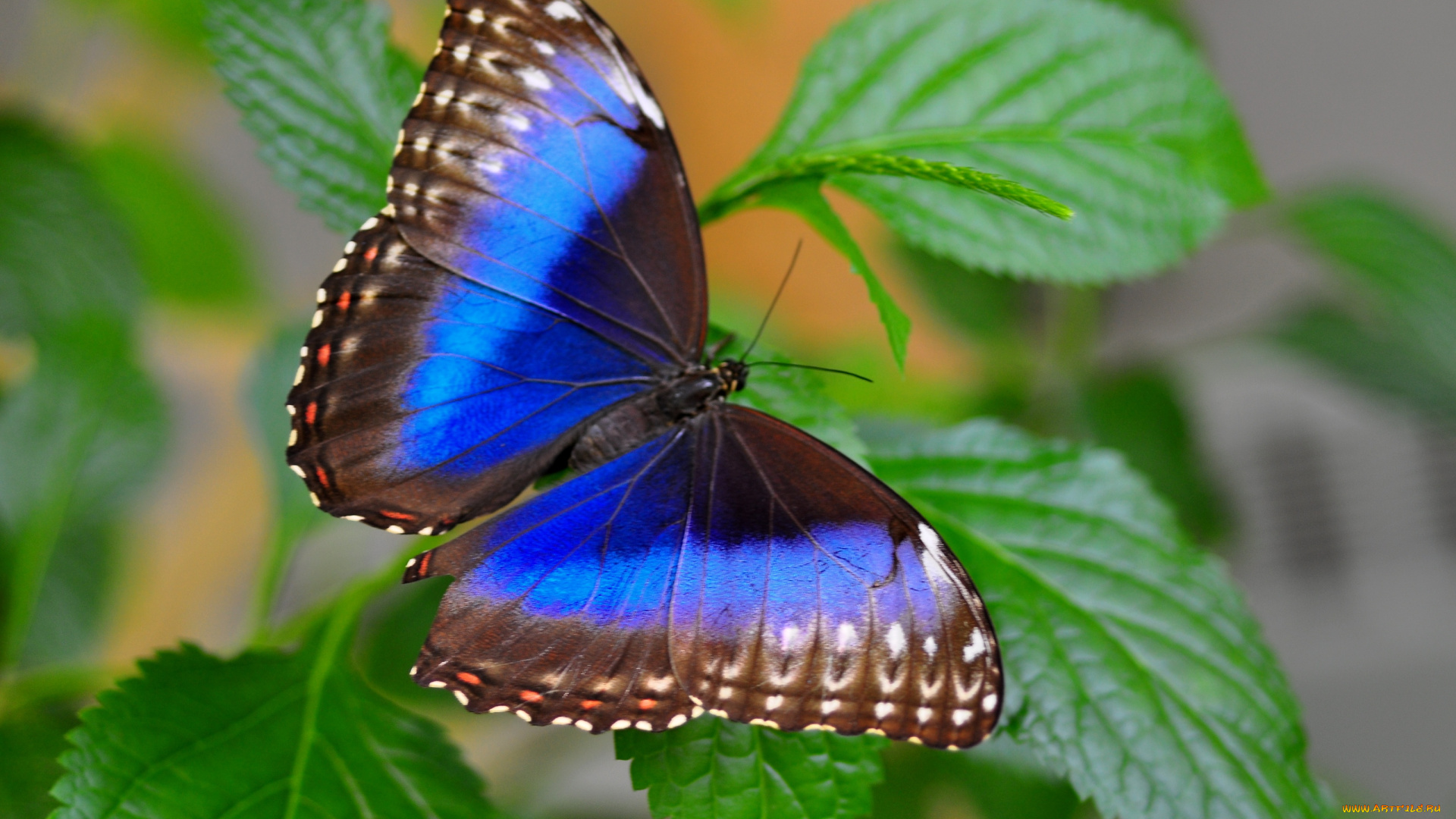 животные, бабочки, крылья, синий