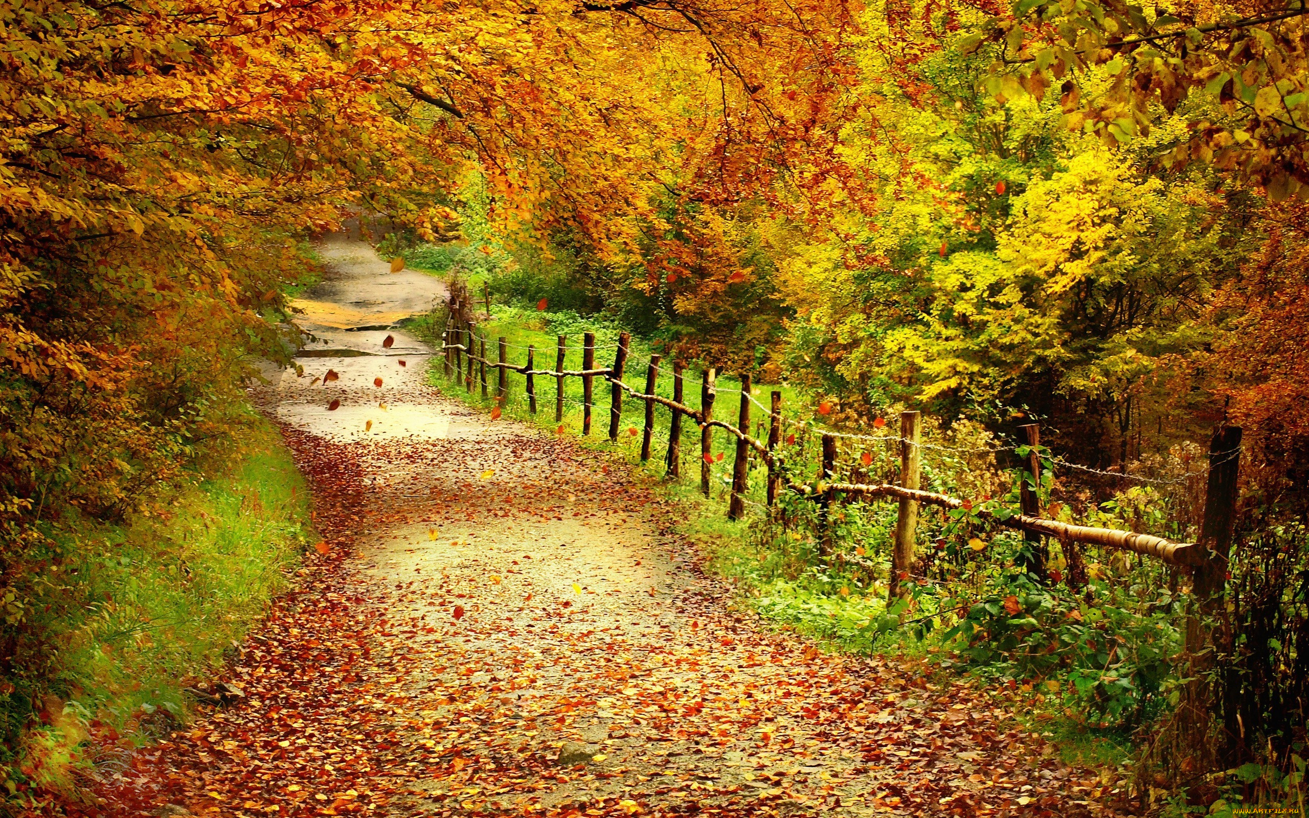 природа, дороги, лес, деревья, осень, тропинка, забор, листья