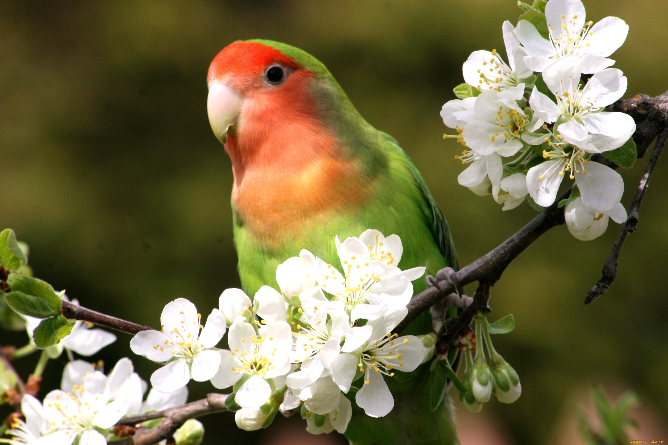 попугай ветка цветение бесплатно