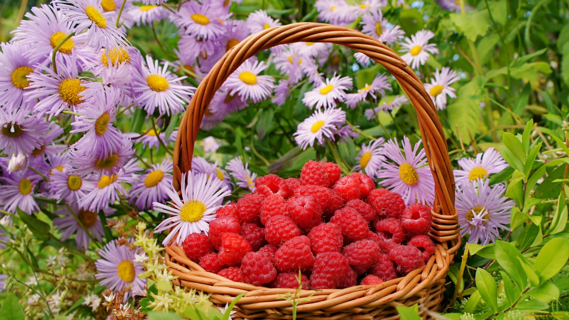 еда, малина, цветы, корзинка, ягоды