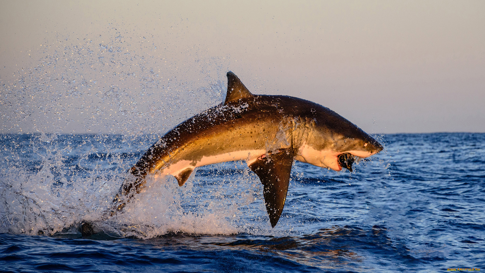 shark, животные, акулы, рыбы, хищник, море, акула