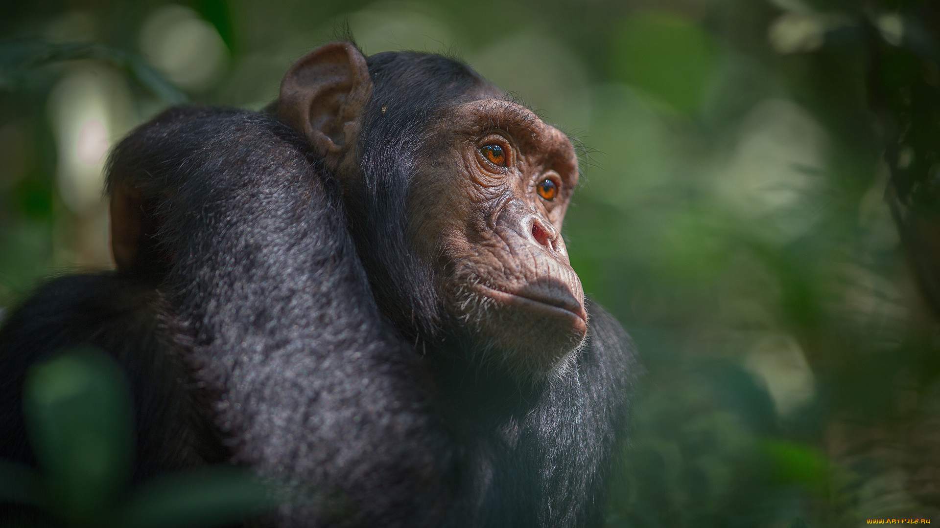 животные, обезьяны, африка, южная, уганда, национальный, парк, кибале, шимпанзе, обезьяна, джунгли