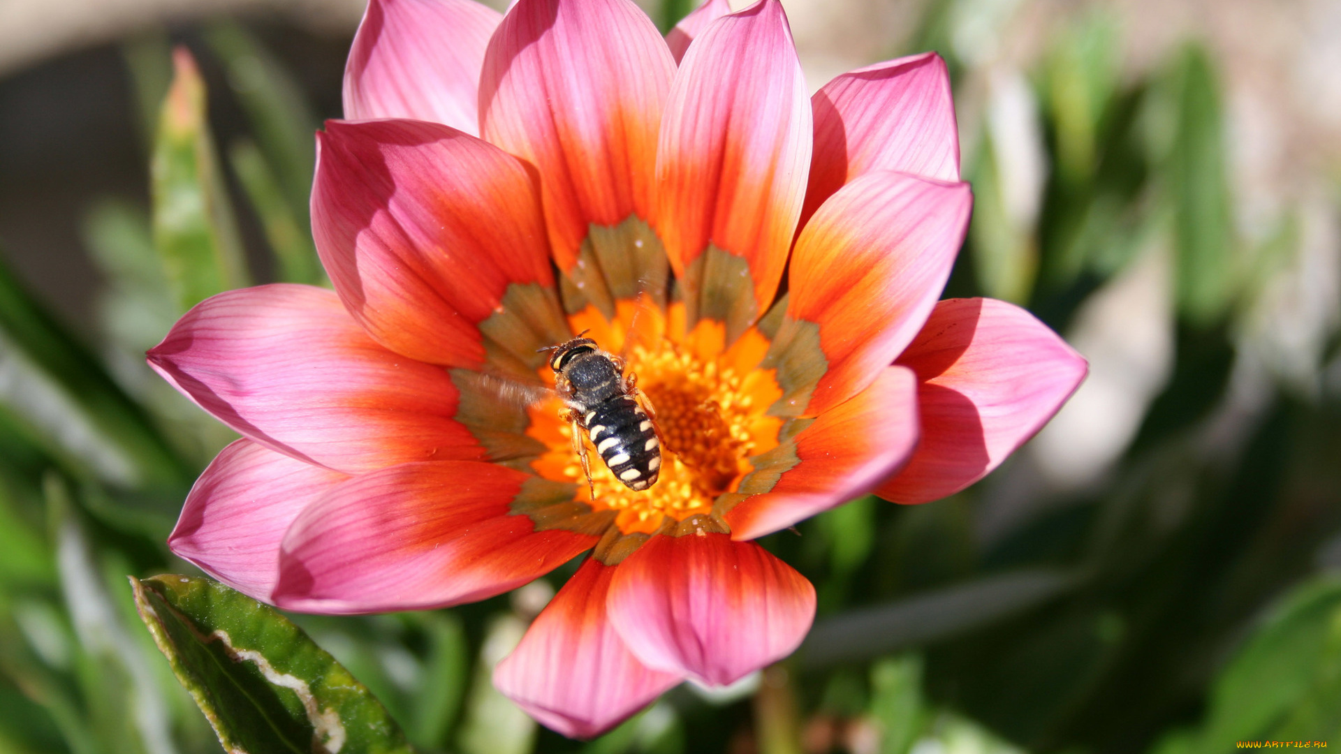 животные, пчелы, , осы, , шмели, лепестки, лето, пчела