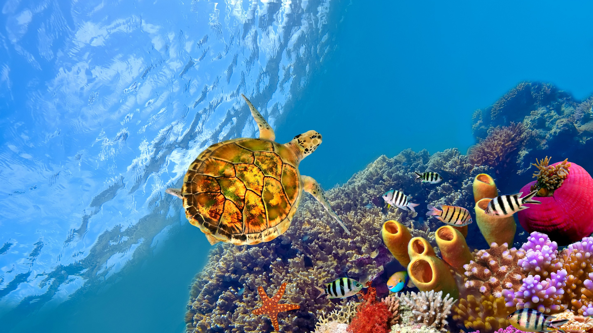 животные, разные, вместе, черепаха, рыбы, кораллы, морская, звезда, океан, под, водой