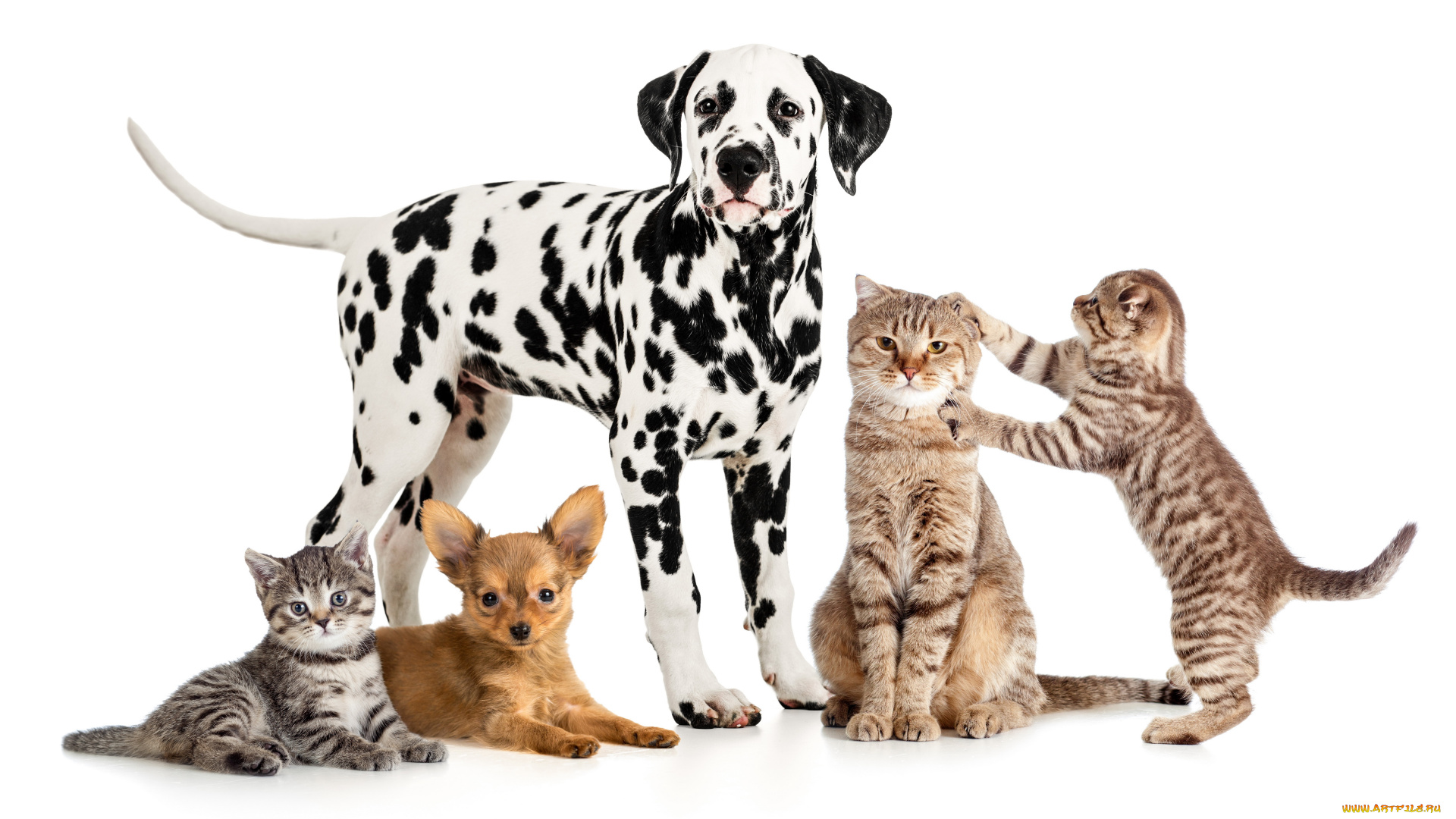 животные, разные, вместе, щенок, котенок, кот, собака, чихуахуа, далматин