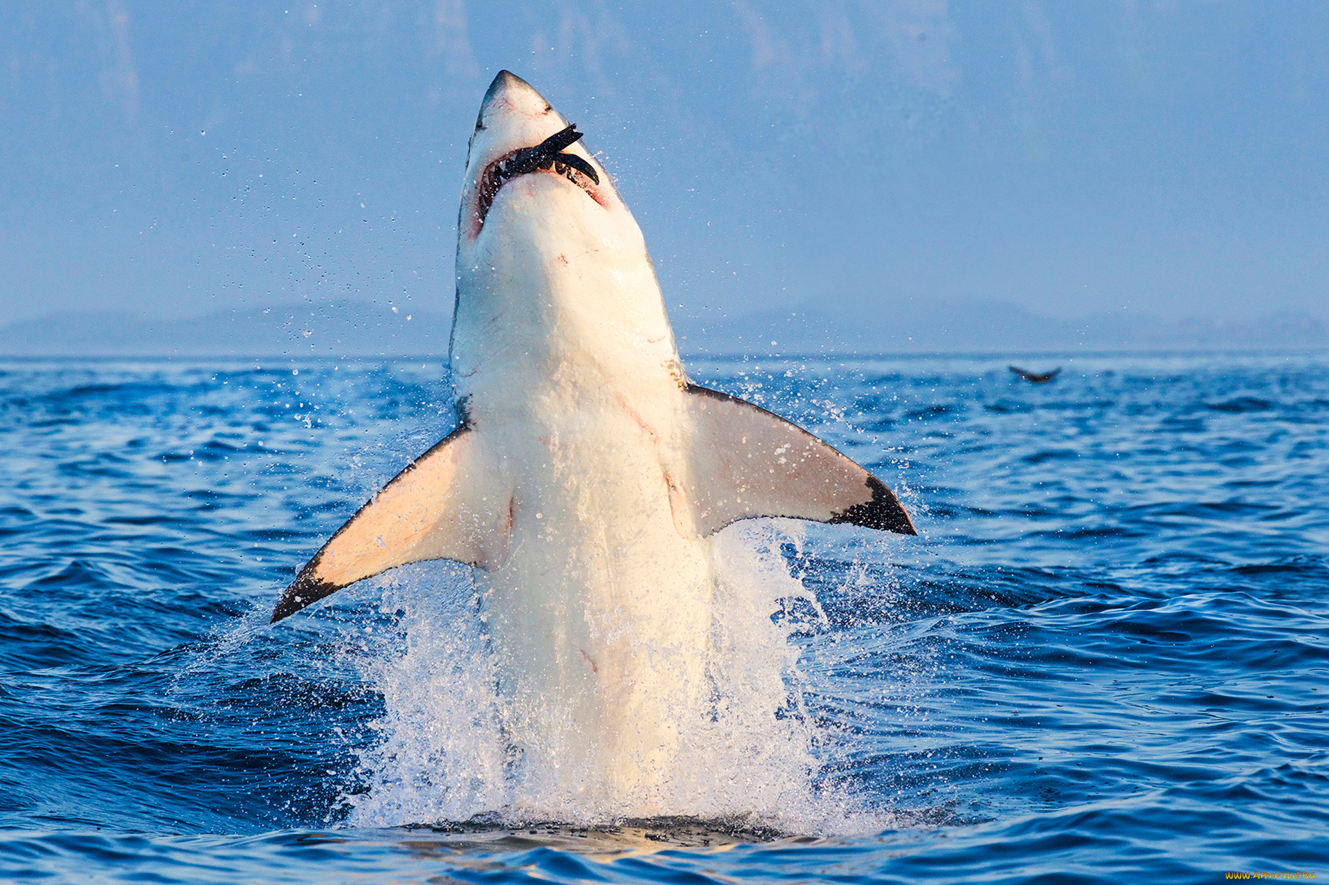 shark, животные, акулы, акула, рыбы, море, хищник