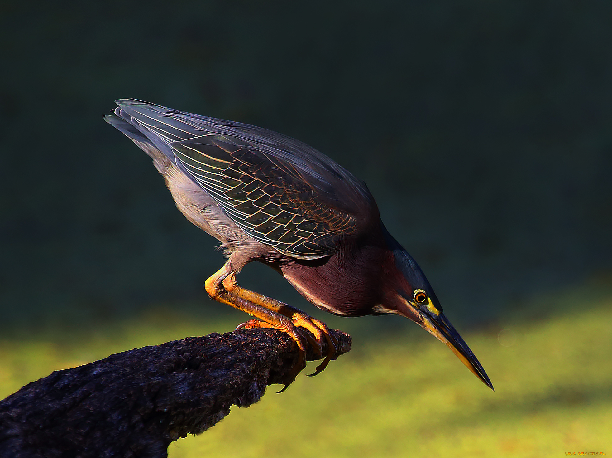 green, heron, животные, цапли, , выпи, цаплч, зеленая