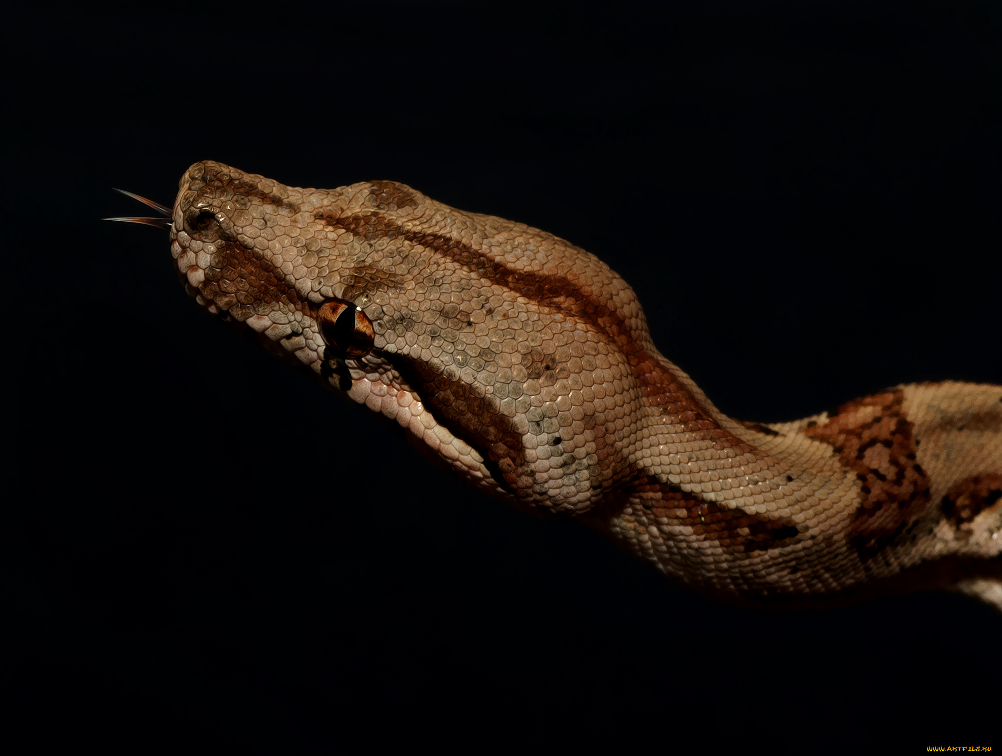 boa, constrictor, животные, змеи, , питоны, , кобры, удав