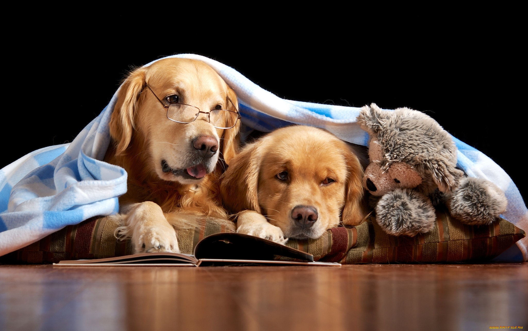 животные, собаки, игрушка, мишка, книги, чтение, читатели, очки, одеяло, пара, ретриверы