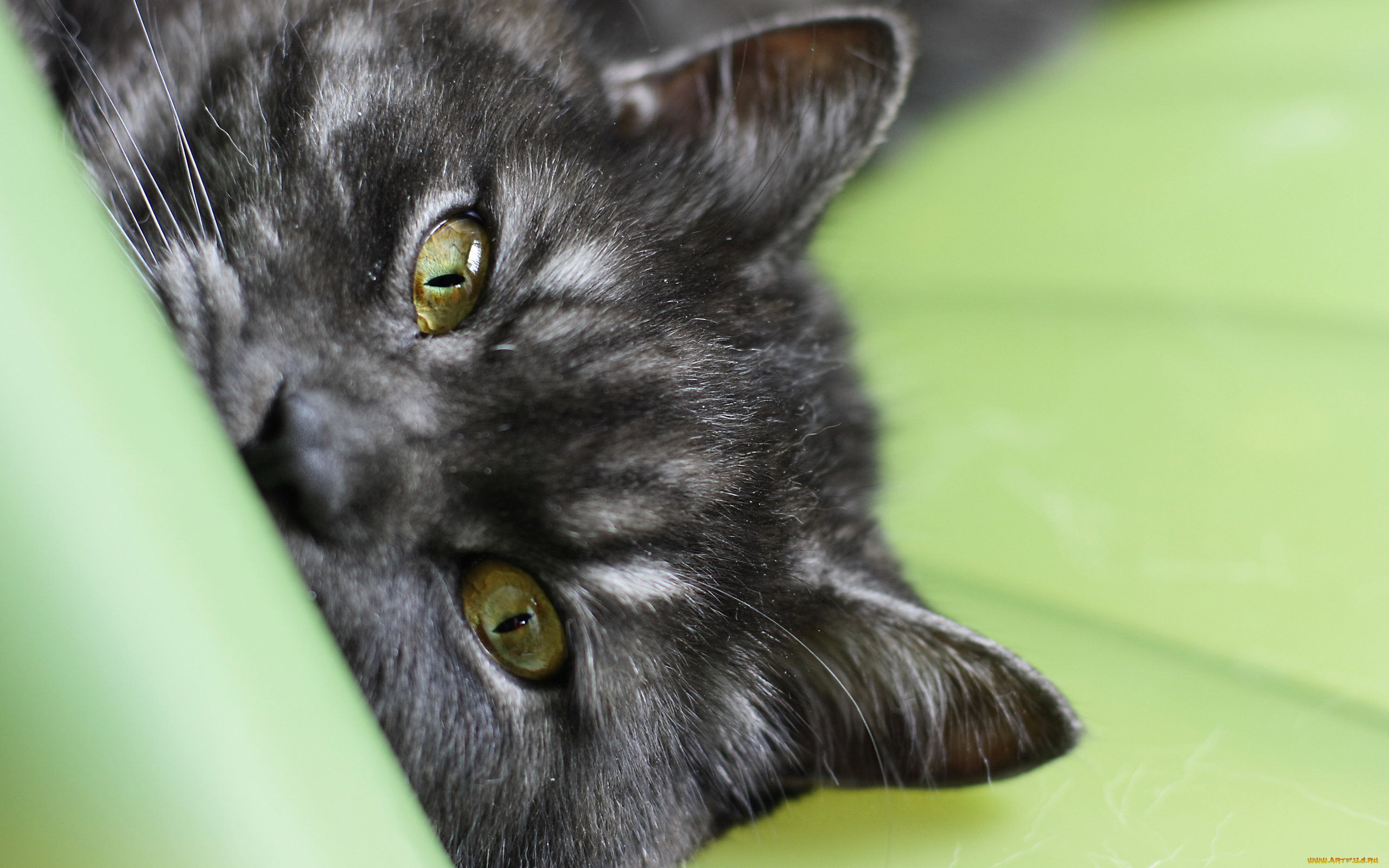 котенок черные голубые глаза бесплатно