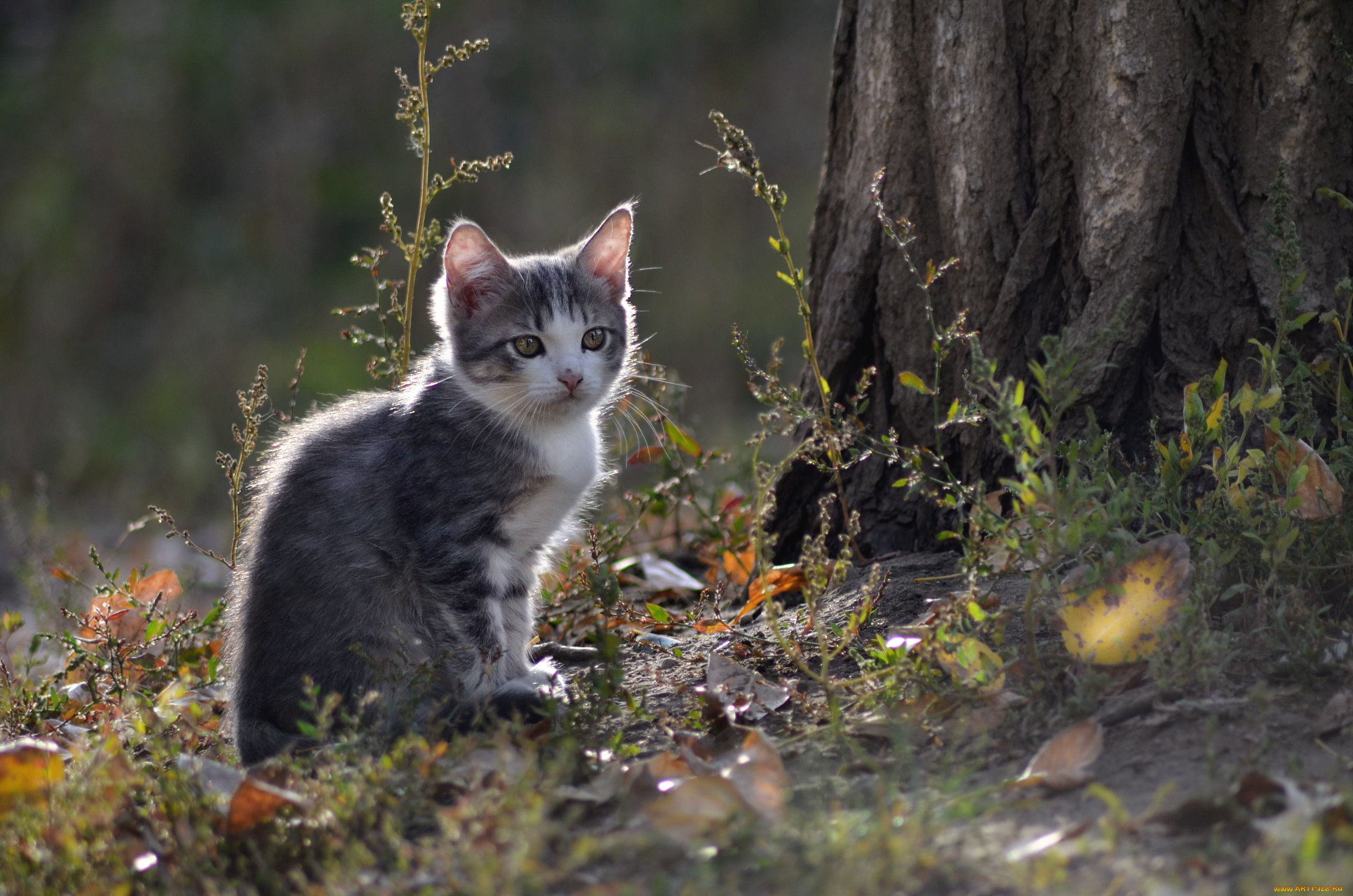 Кот в лесу. Котенок в лесу. Кошка на природе. Серый кот в лесу. Серая кошка на природе.