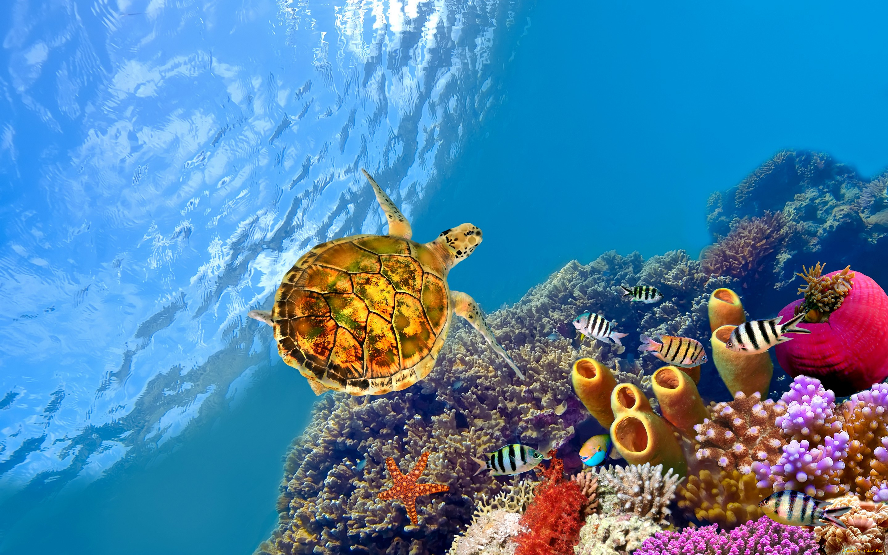 животные, разные, вместе, черепаха, рыбы, кораллы, морская, звезда, океан, под, водой