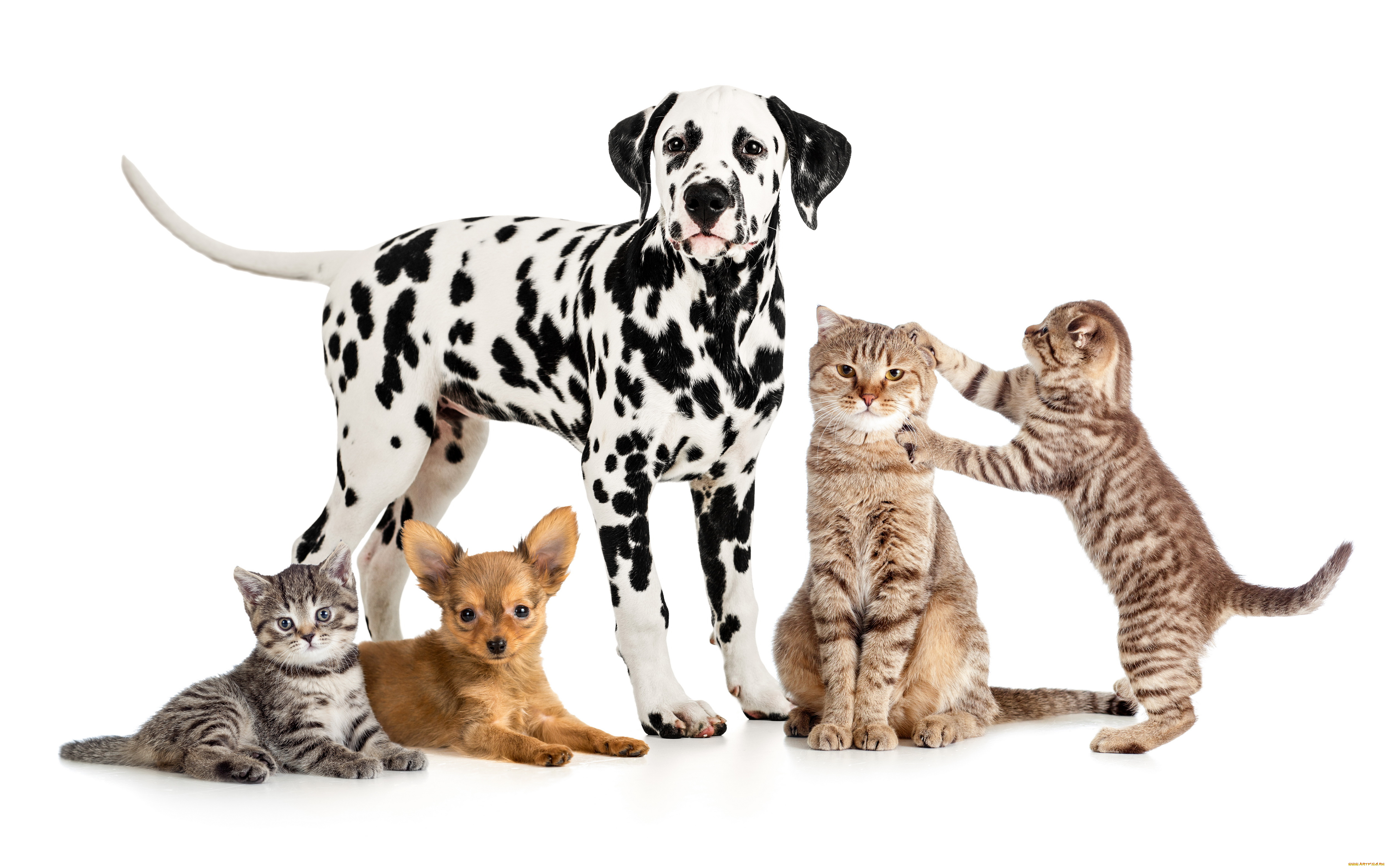 животные, разные, вместе, щенок, котенок, кот, собака, чихуахуа, далматин