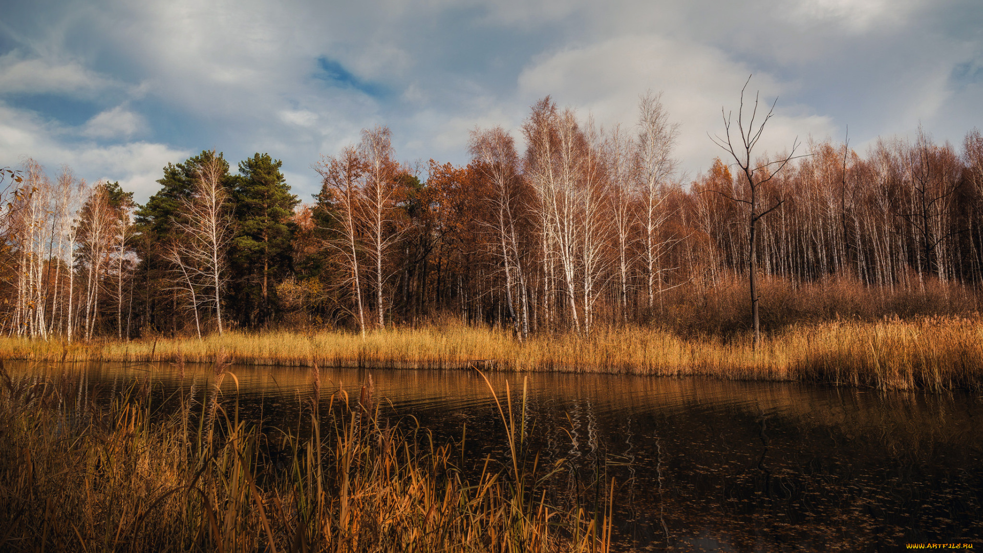 природа, реки, озера, река, лес